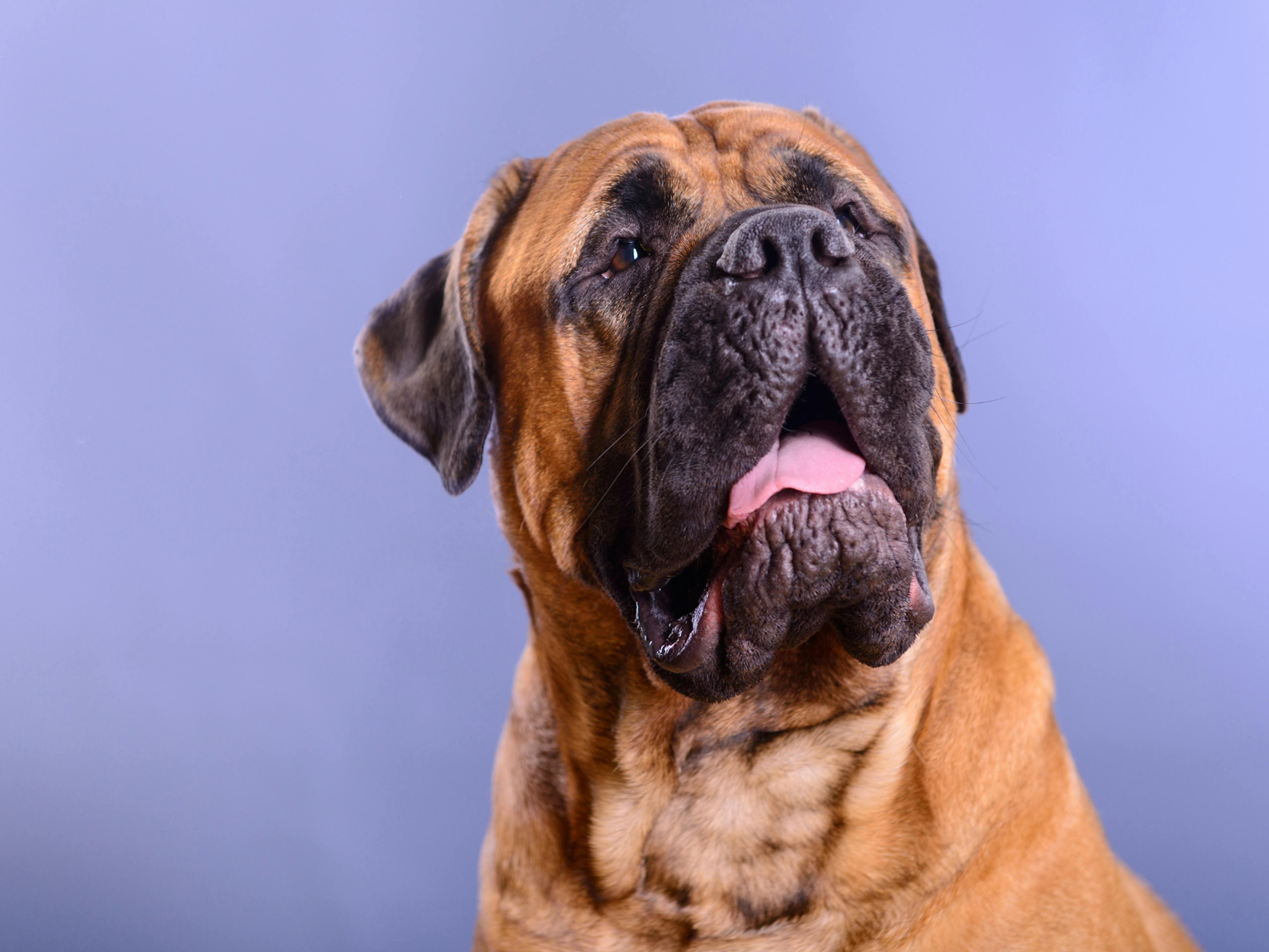 Bullmastiff qui regarde evrs le haut sur un fond violet