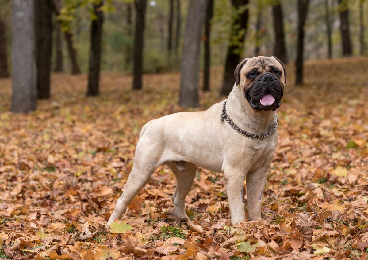 Bullmastiff dans une forêt qui regarde sur le côté