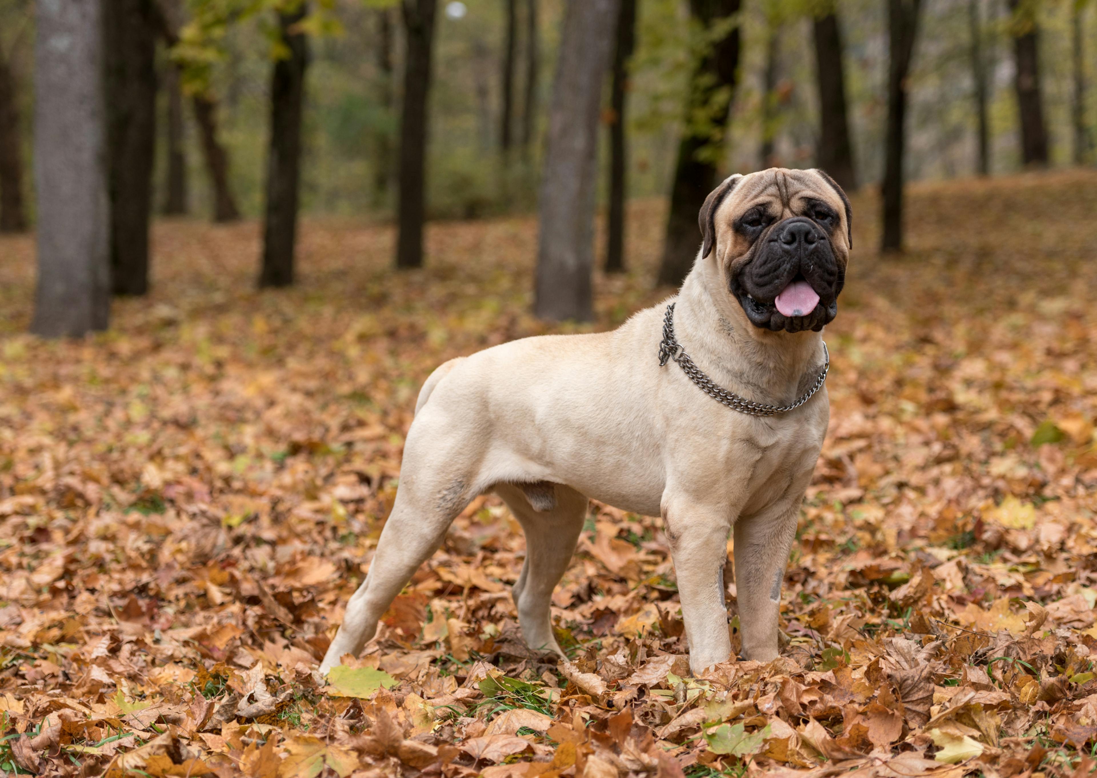 Bullmastiff dans une forêt qui regarde sur le côté 