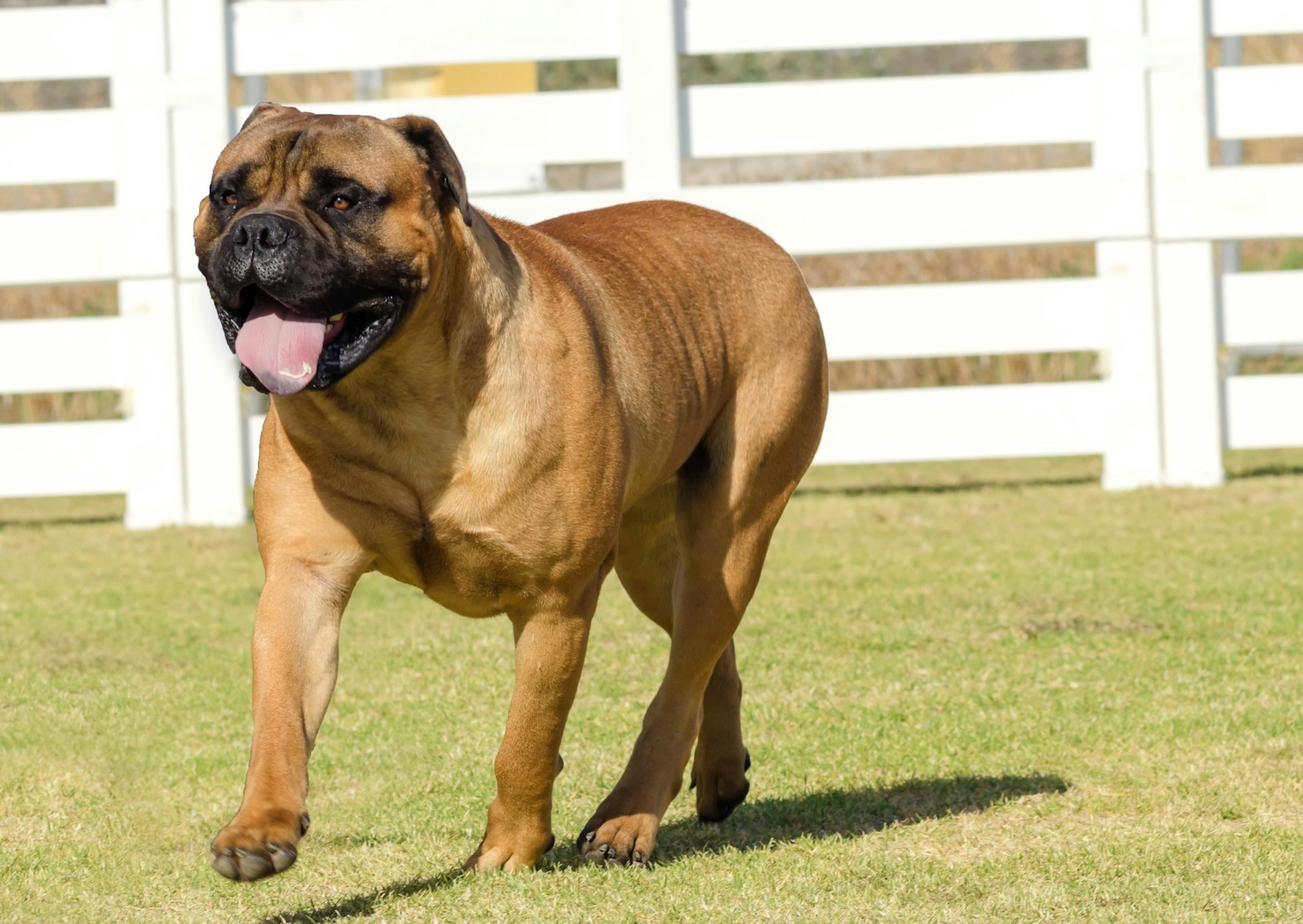 Bullmastiff qui court sur du gazon