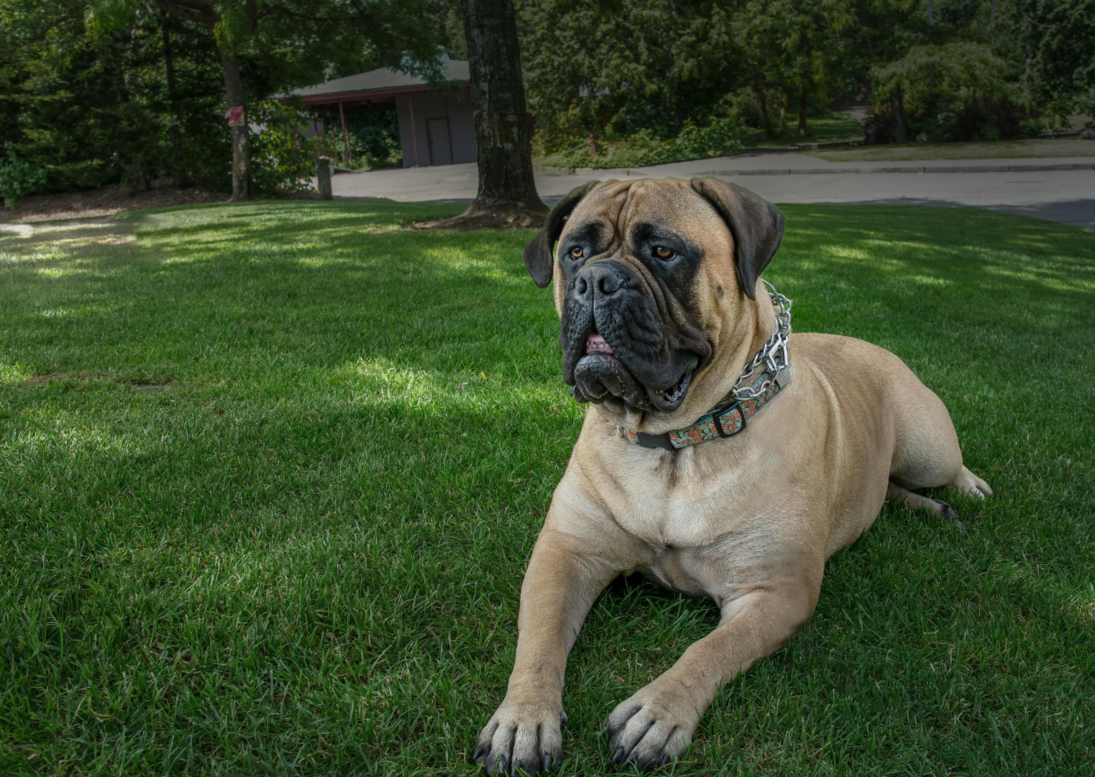 Bullmastiff couché sur du gazon, il regarde attentivement devant lui 