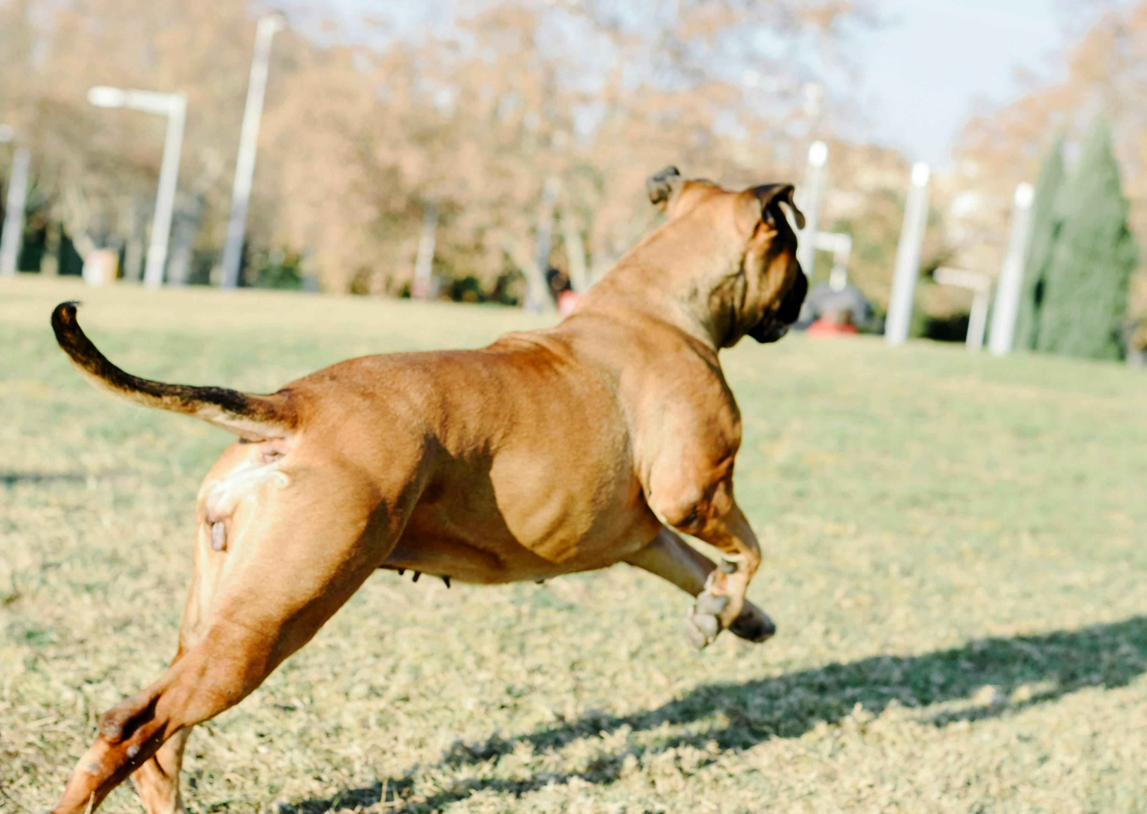 Bullmastiff qui bondit de l'avant sur du gazon