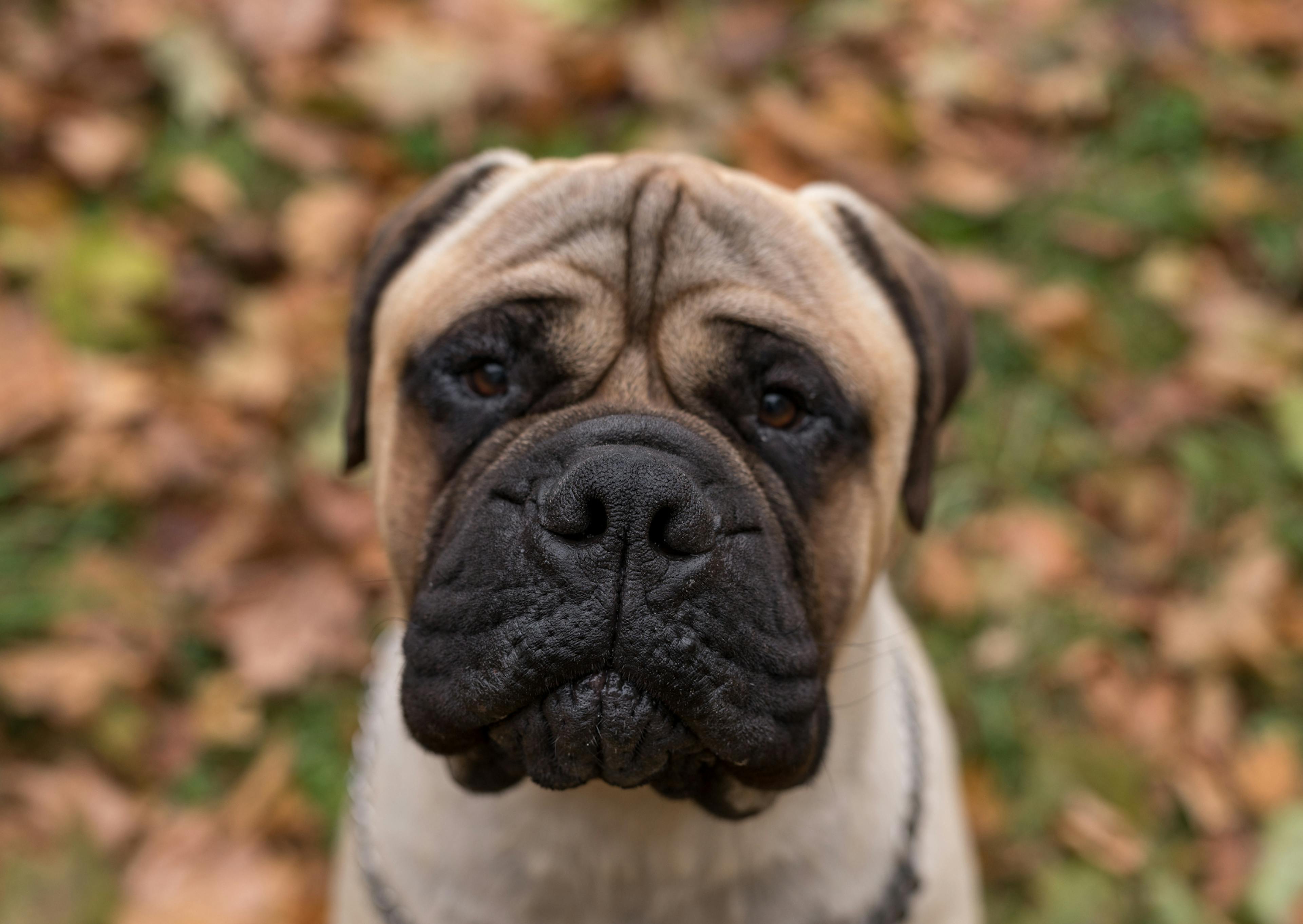 Bullmastiff qui regarde vers le haut 