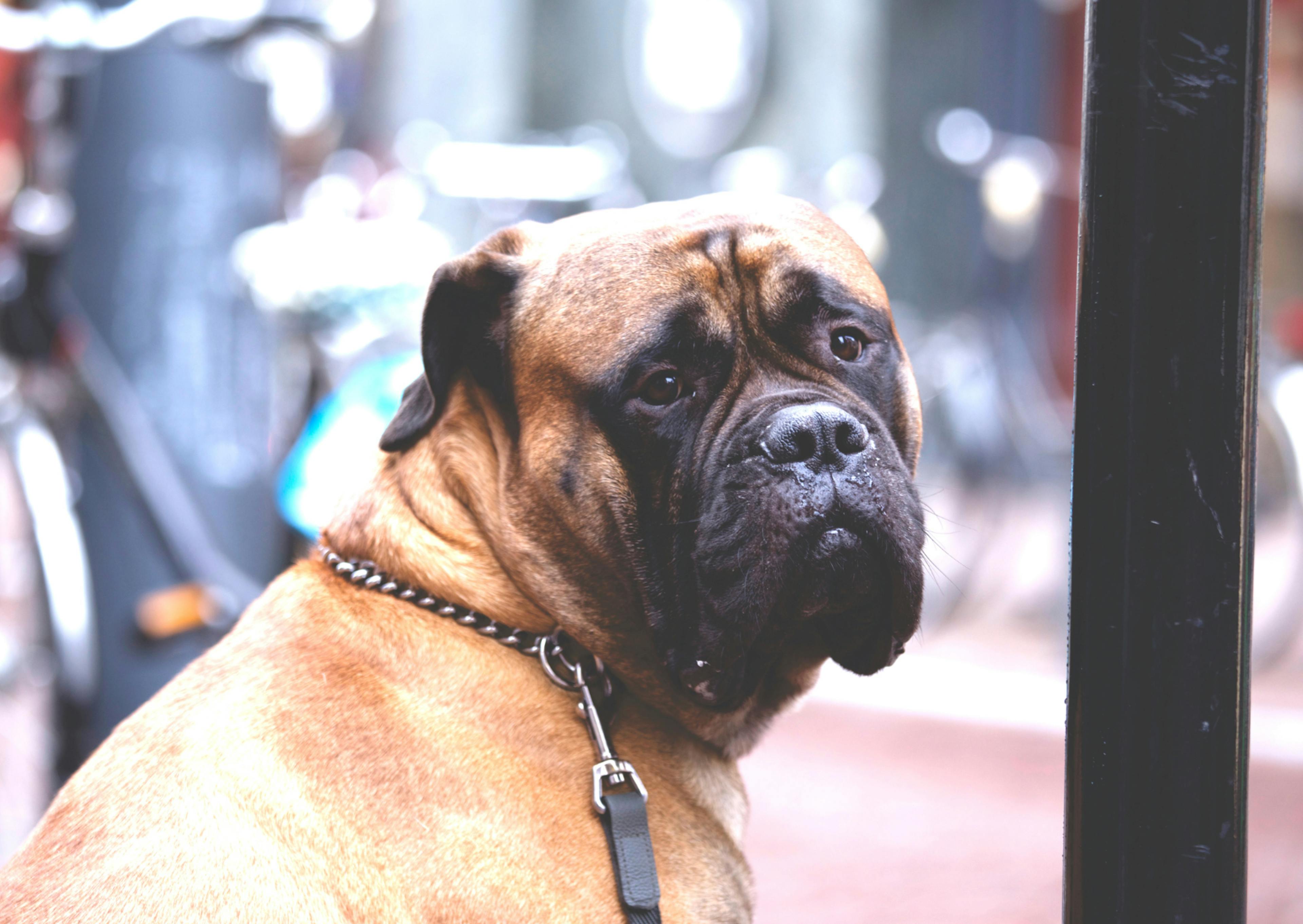 Bullmastiff qui regarde derrière lui 