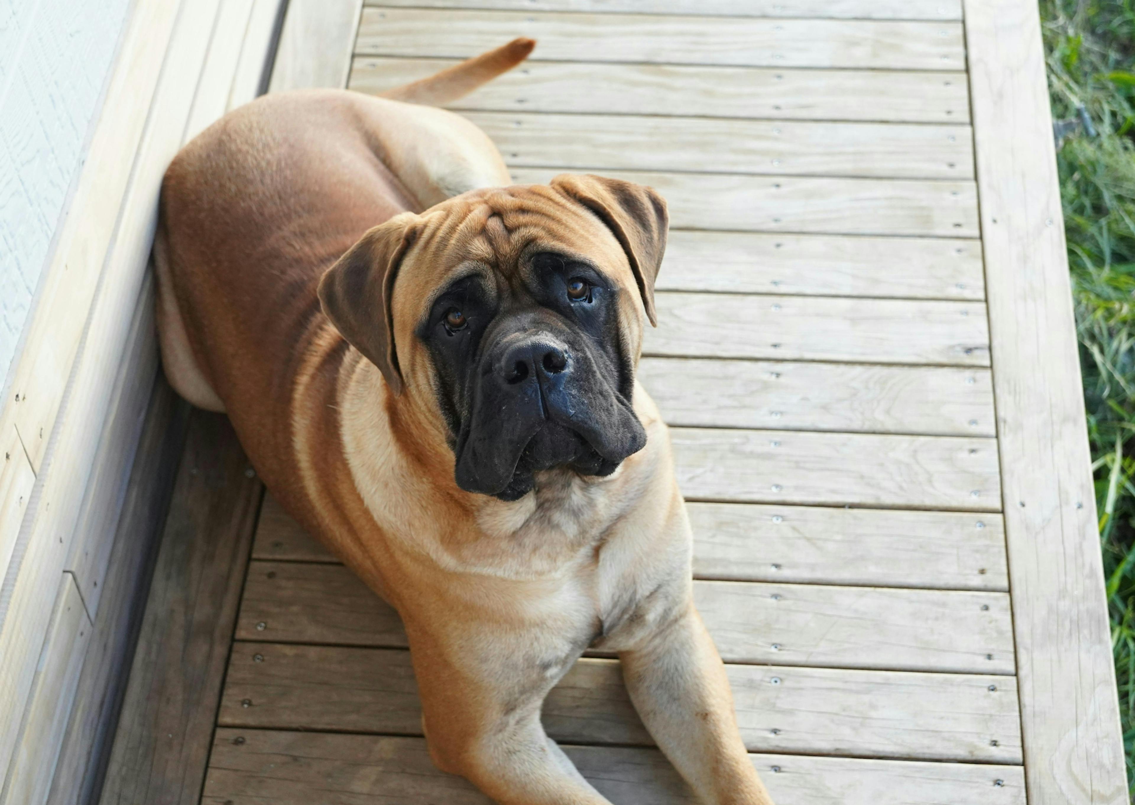 Bullmastiff couché, il regarde vers le haut 