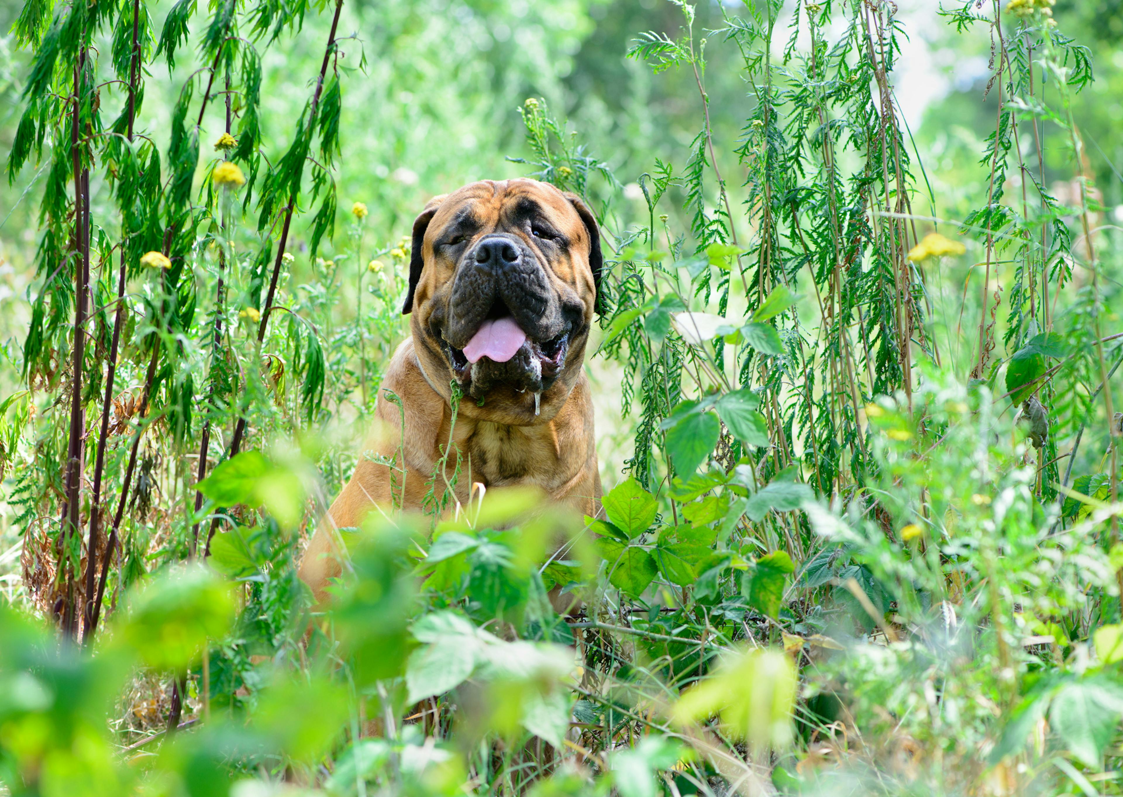 Bullmastiff dans une forêt 