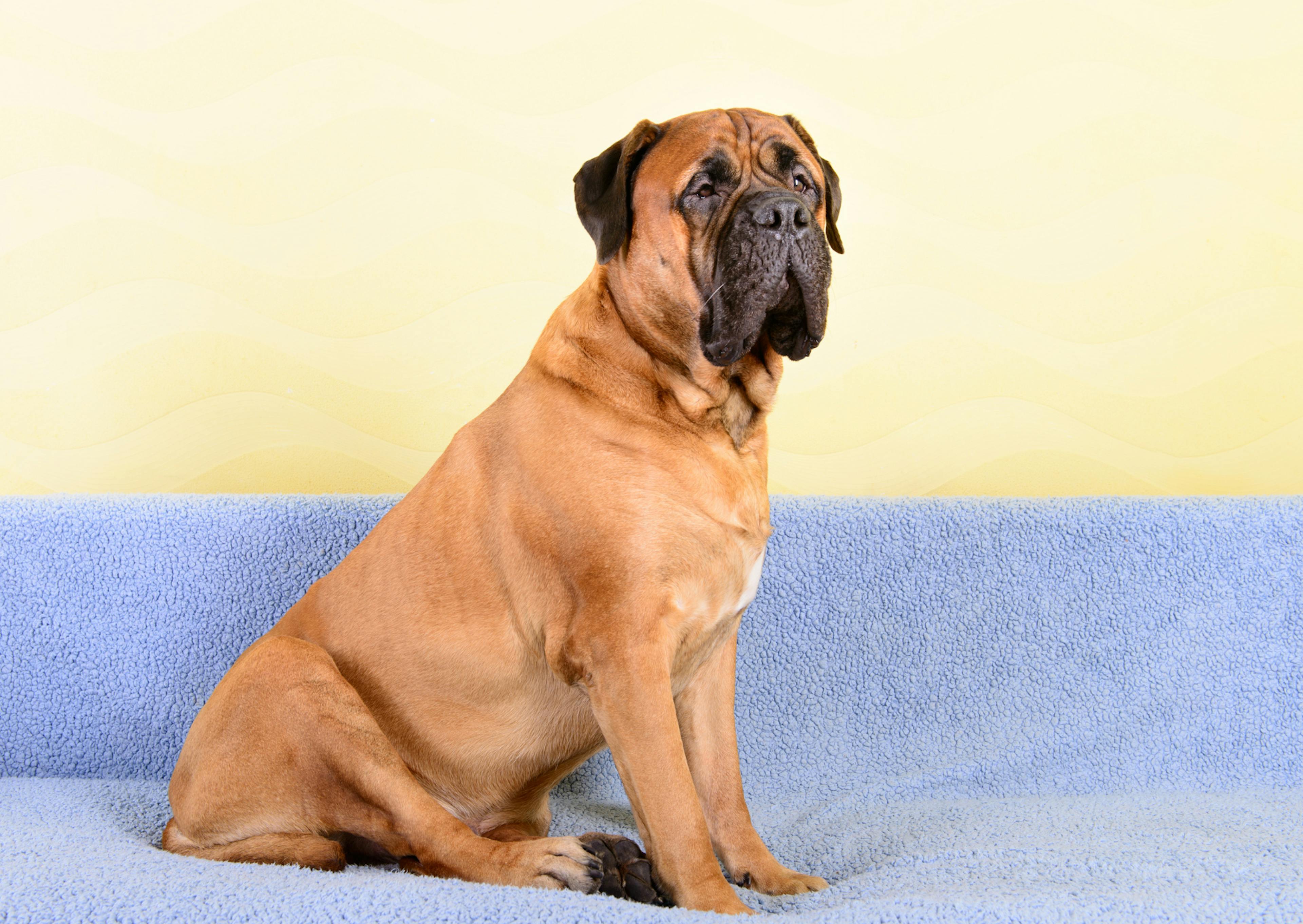 Bullmastiff assis sur un canapé violet