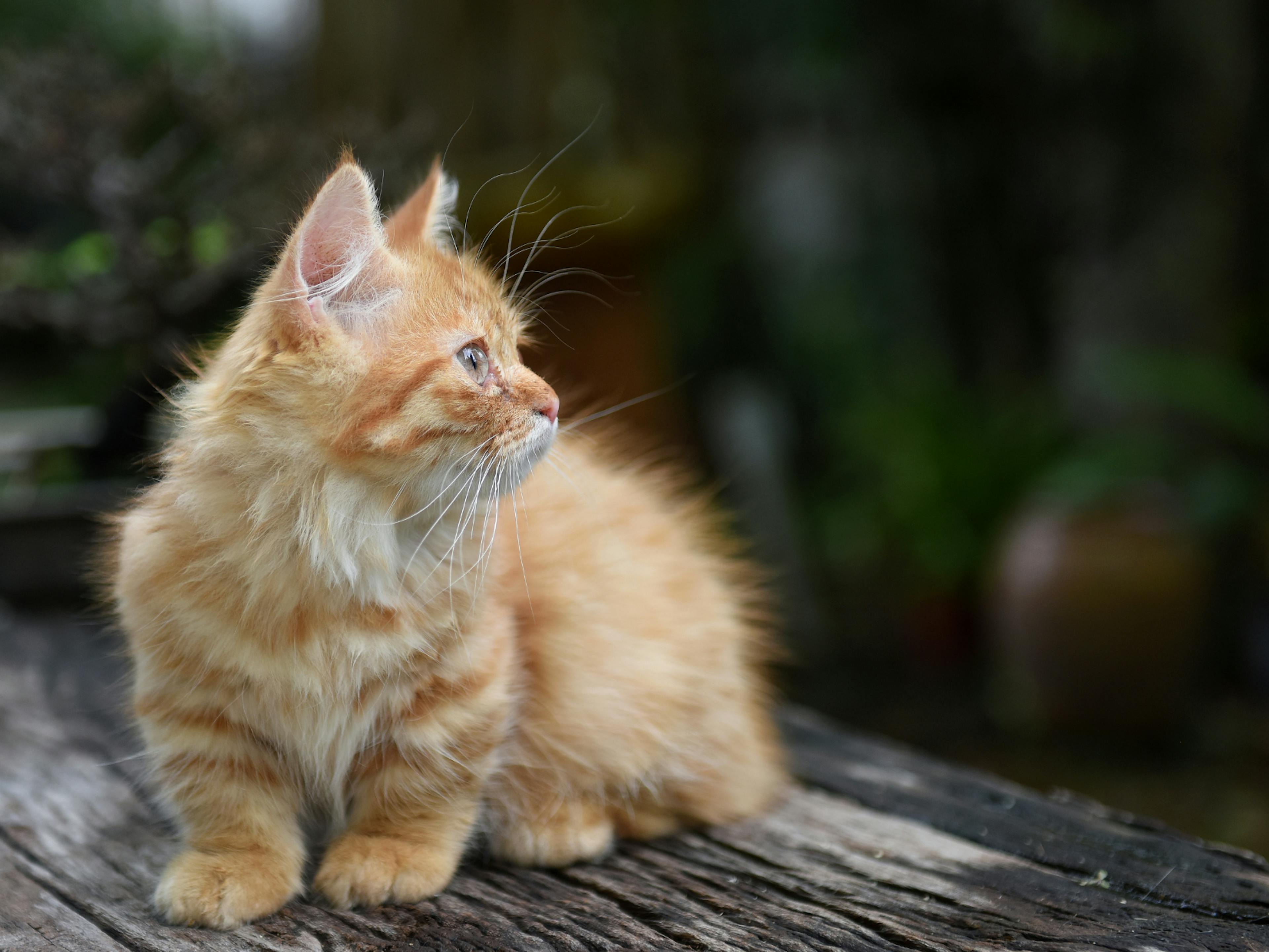 munchkin sur une table en bois dehors, qui regarde au loin sur le côté