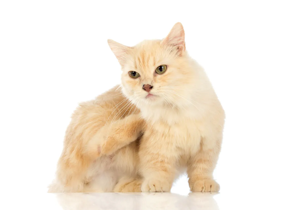 munchkin qui se gratte sur un fond blanc