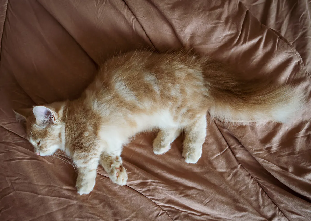 munchkin couché sur des draps marrons