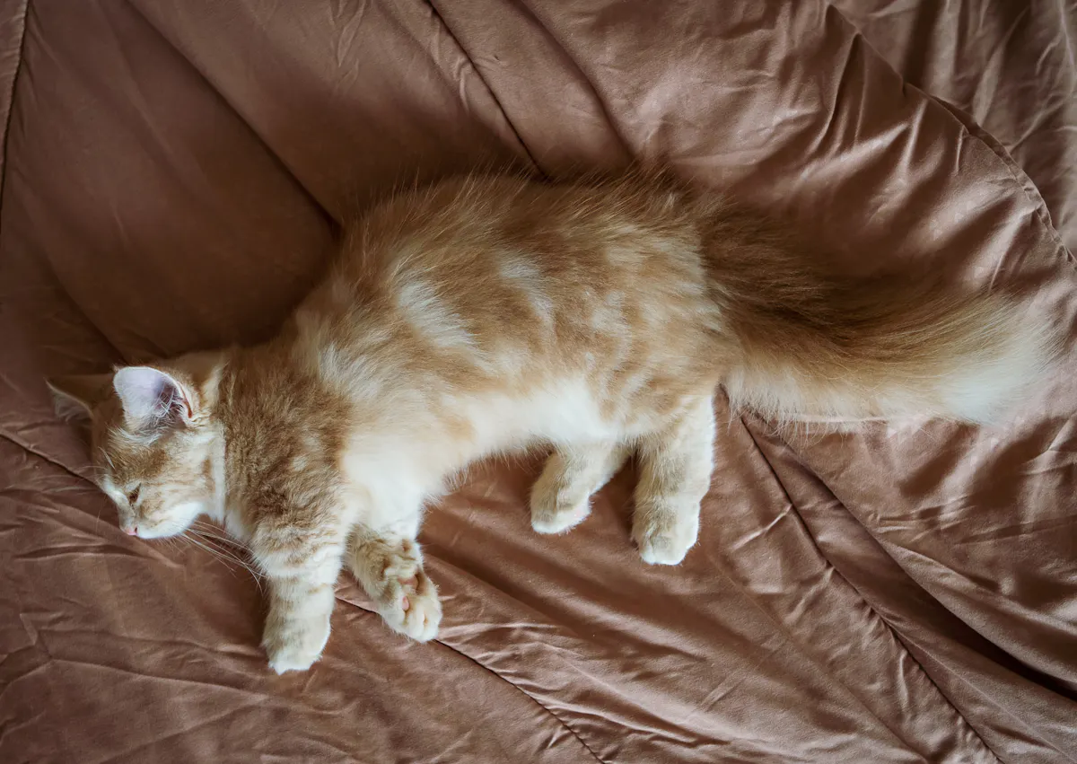 munchkin couché sur des draps marrons