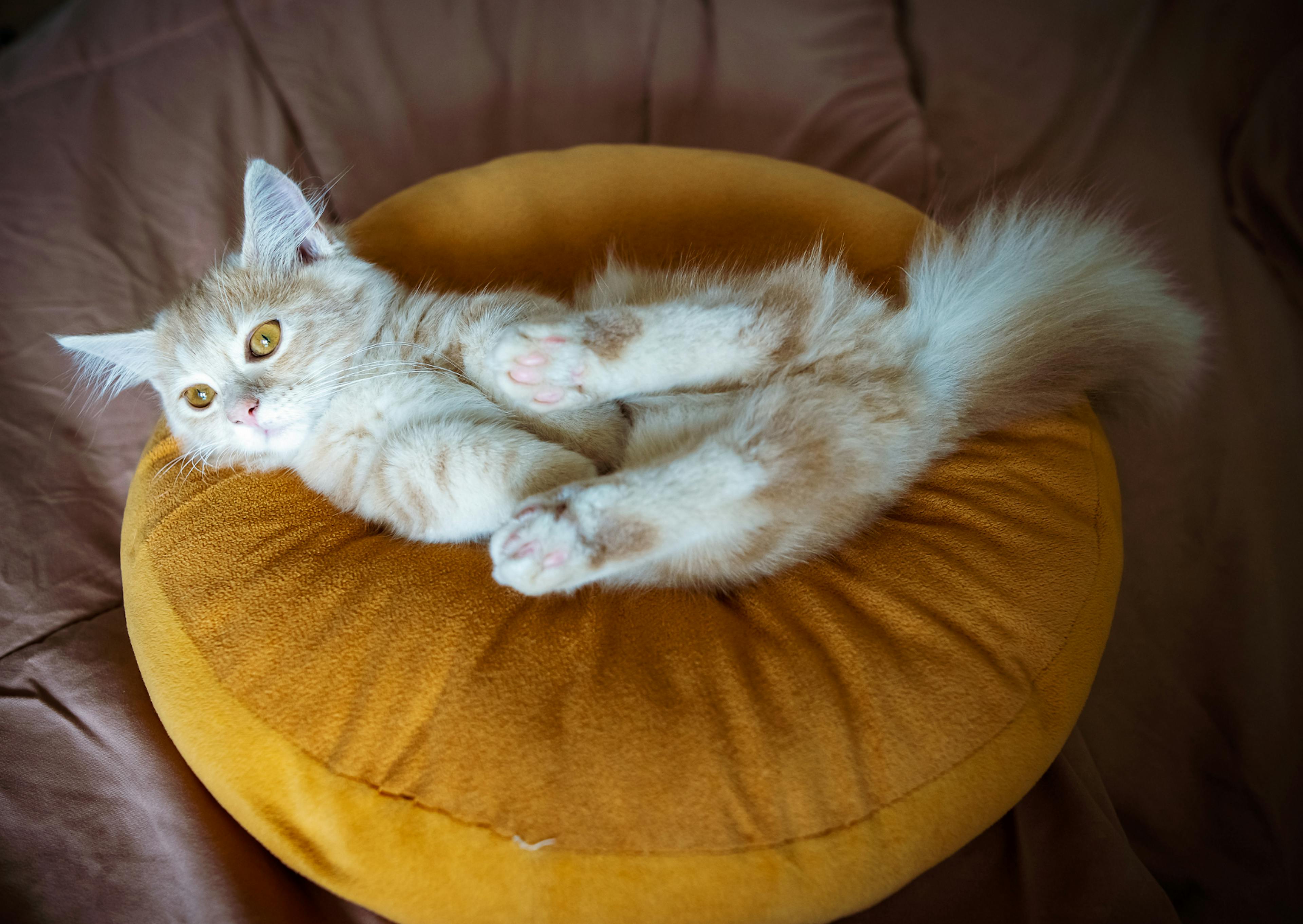 munchkin sur le dos sur un pouf jaune 