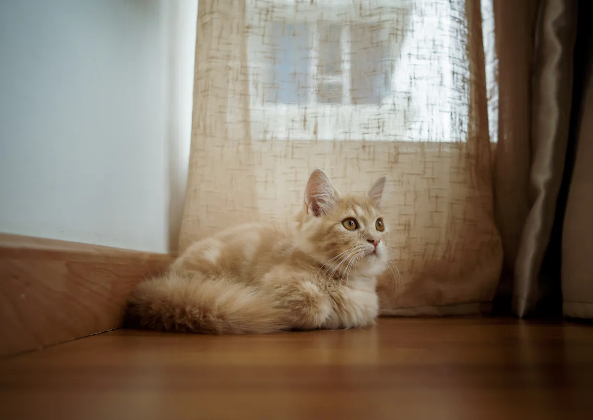 munchkin couché sur le planché, il hausse la tête de et regarde droit devant lui