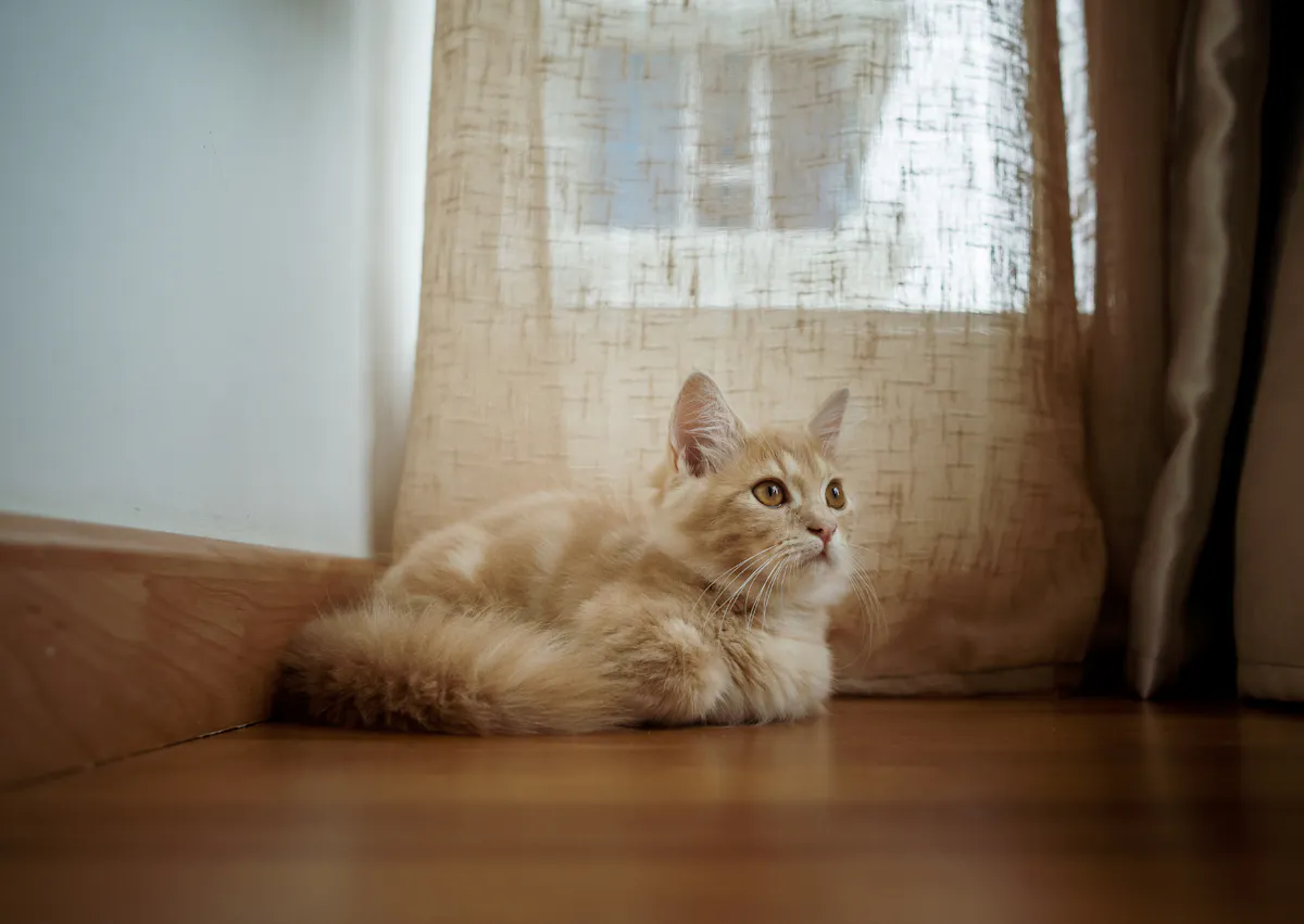 munchkin couché sur le planché, il hausse la tête de et regarde droit devant lui 