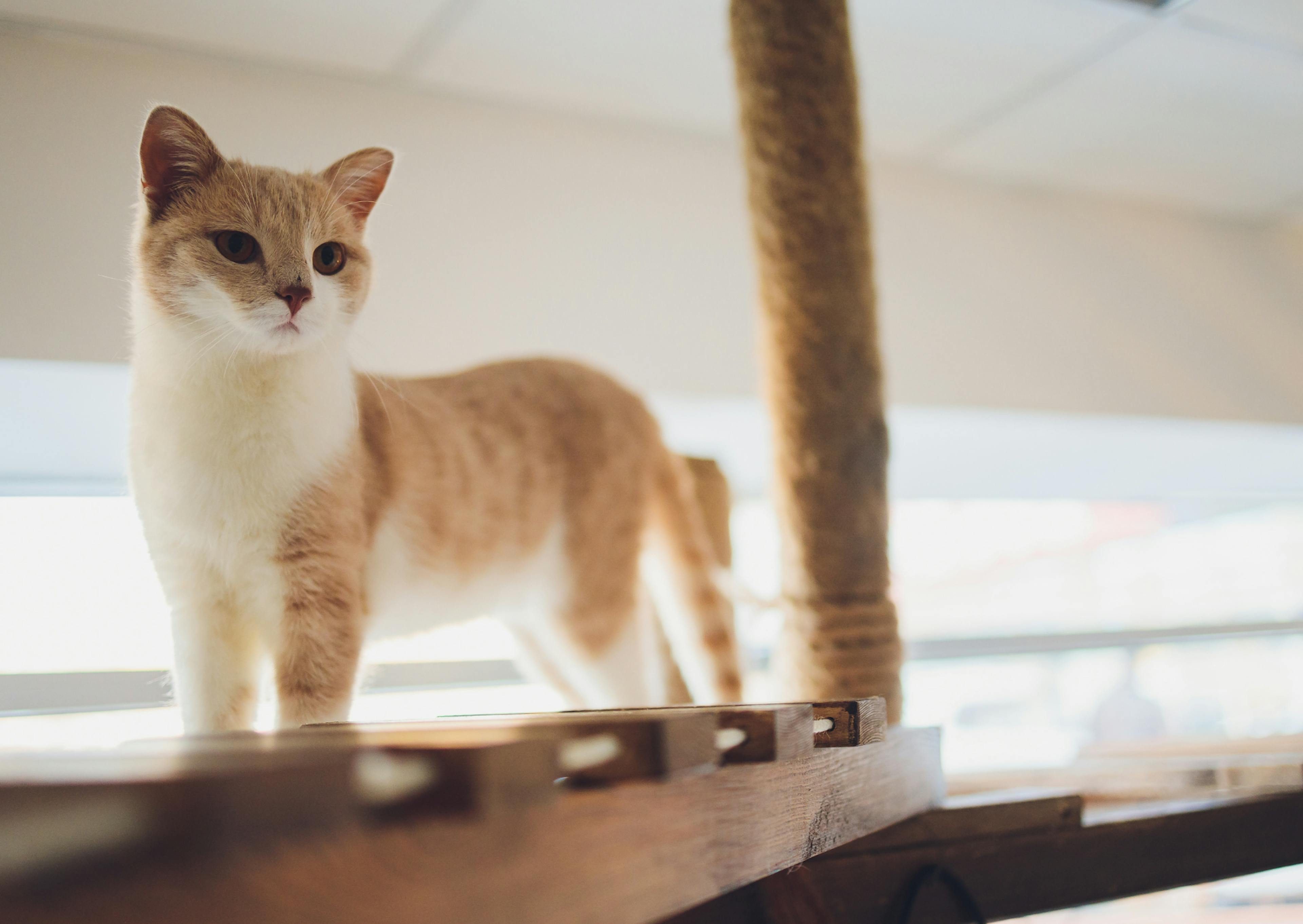 munchkin debout sur un arbre à chats, il regarde au loin