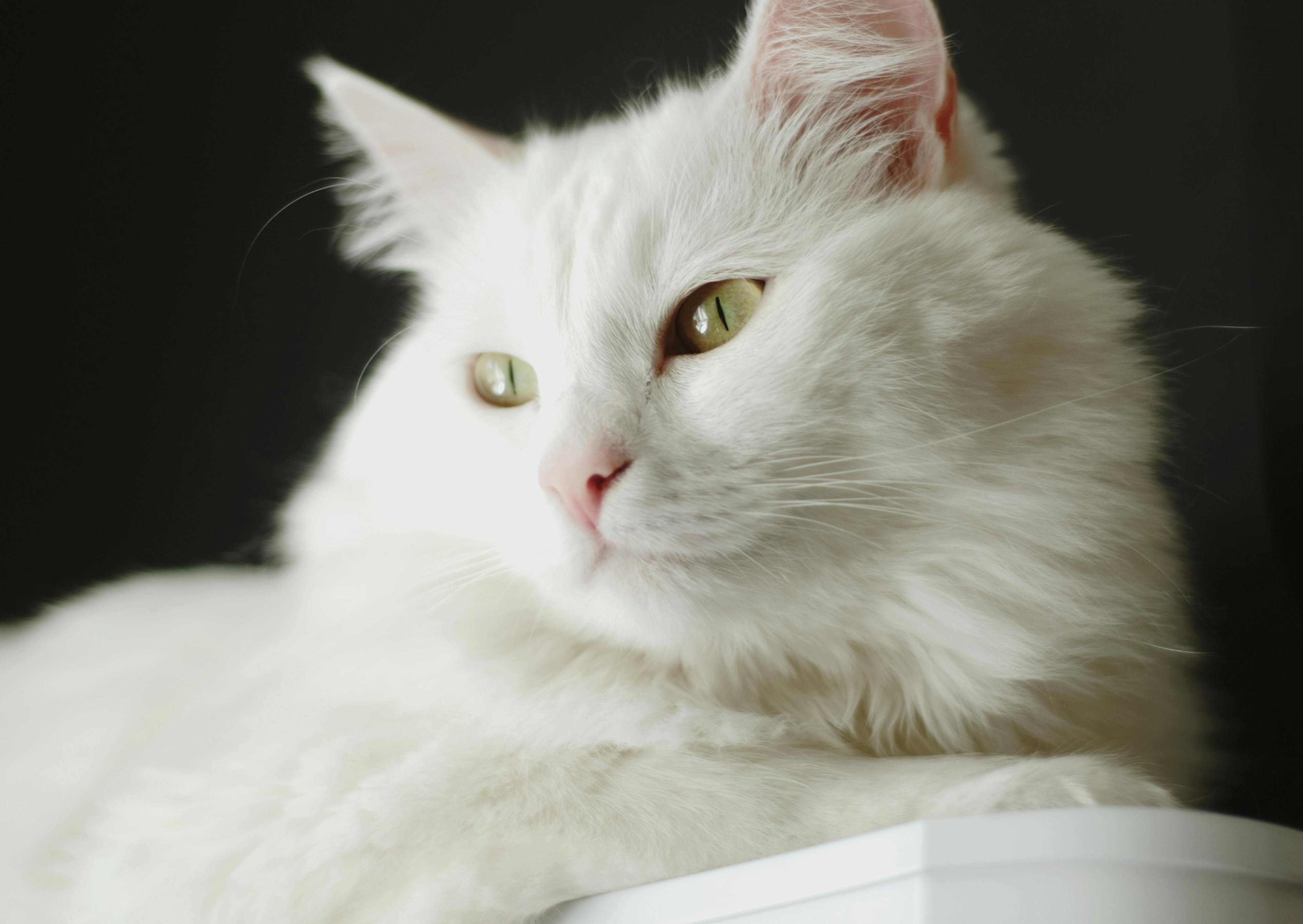 Angora qui tourne légèrement la tête pour voir ce qui se passe à côté