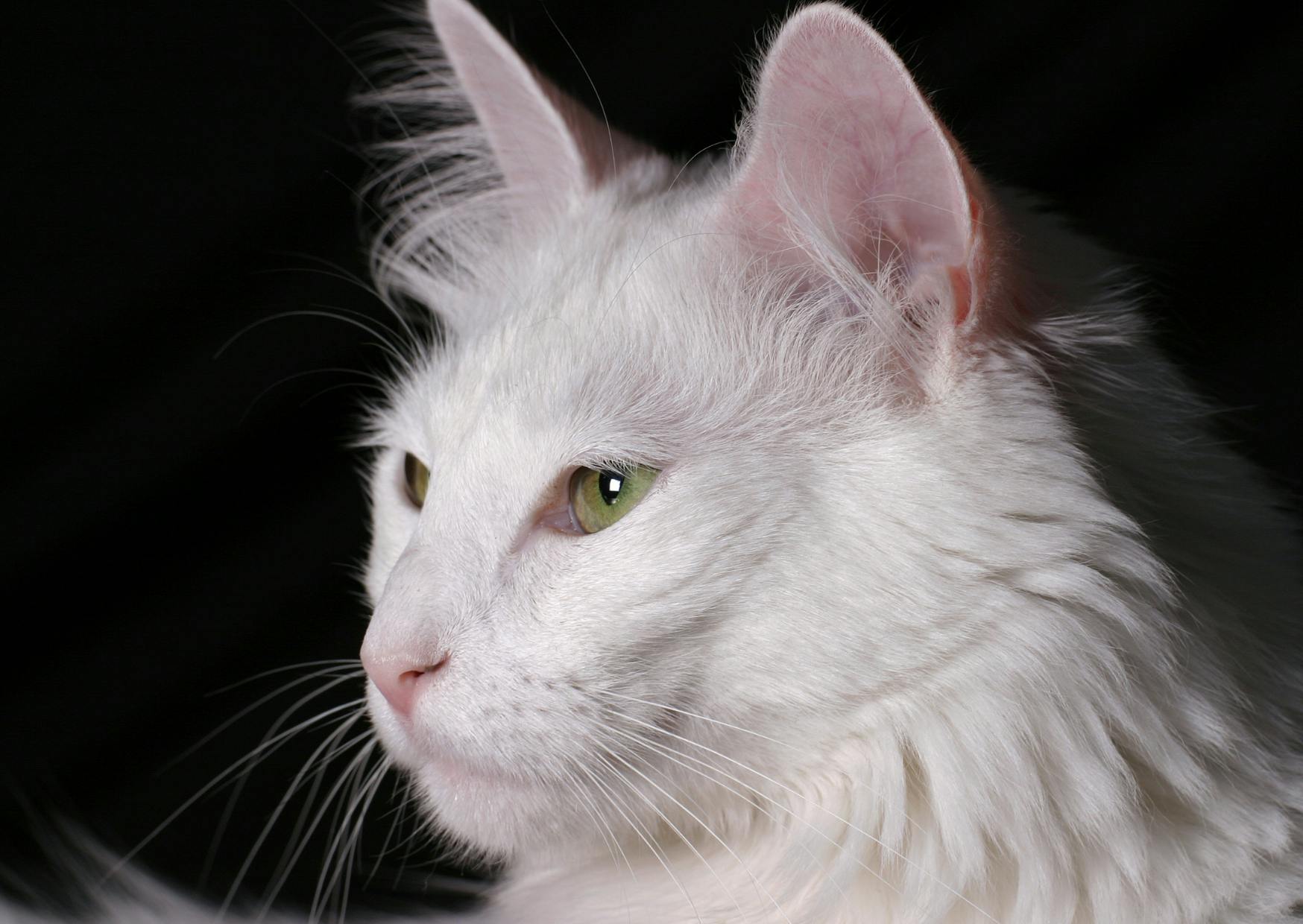 Angora sur fond noir qui regarde droit devant lui