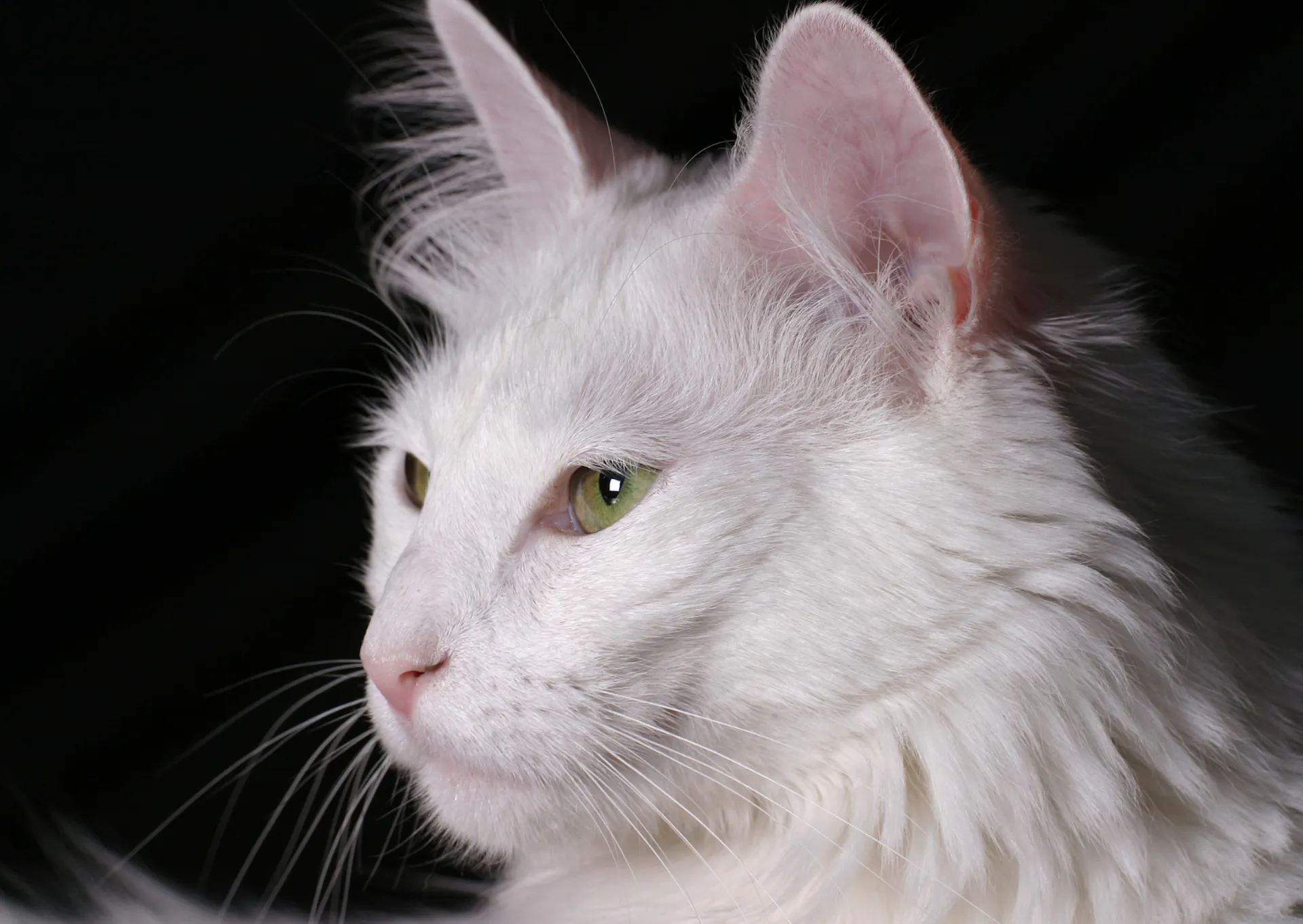 Angora, tout savoir sur cette race de chat : caractère, santé et entretien