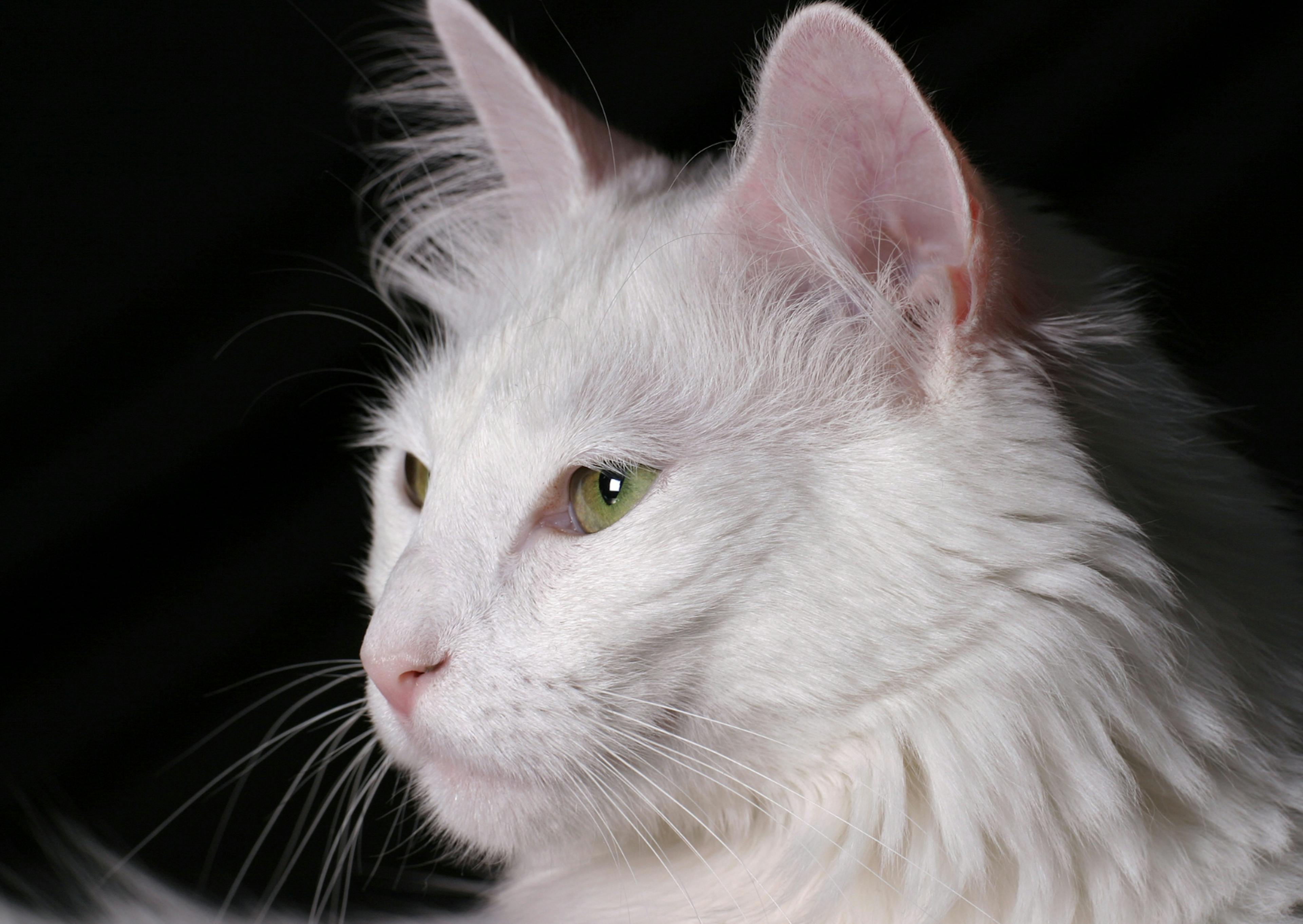 Angora sur fond noir qui regarde droit devant lui 