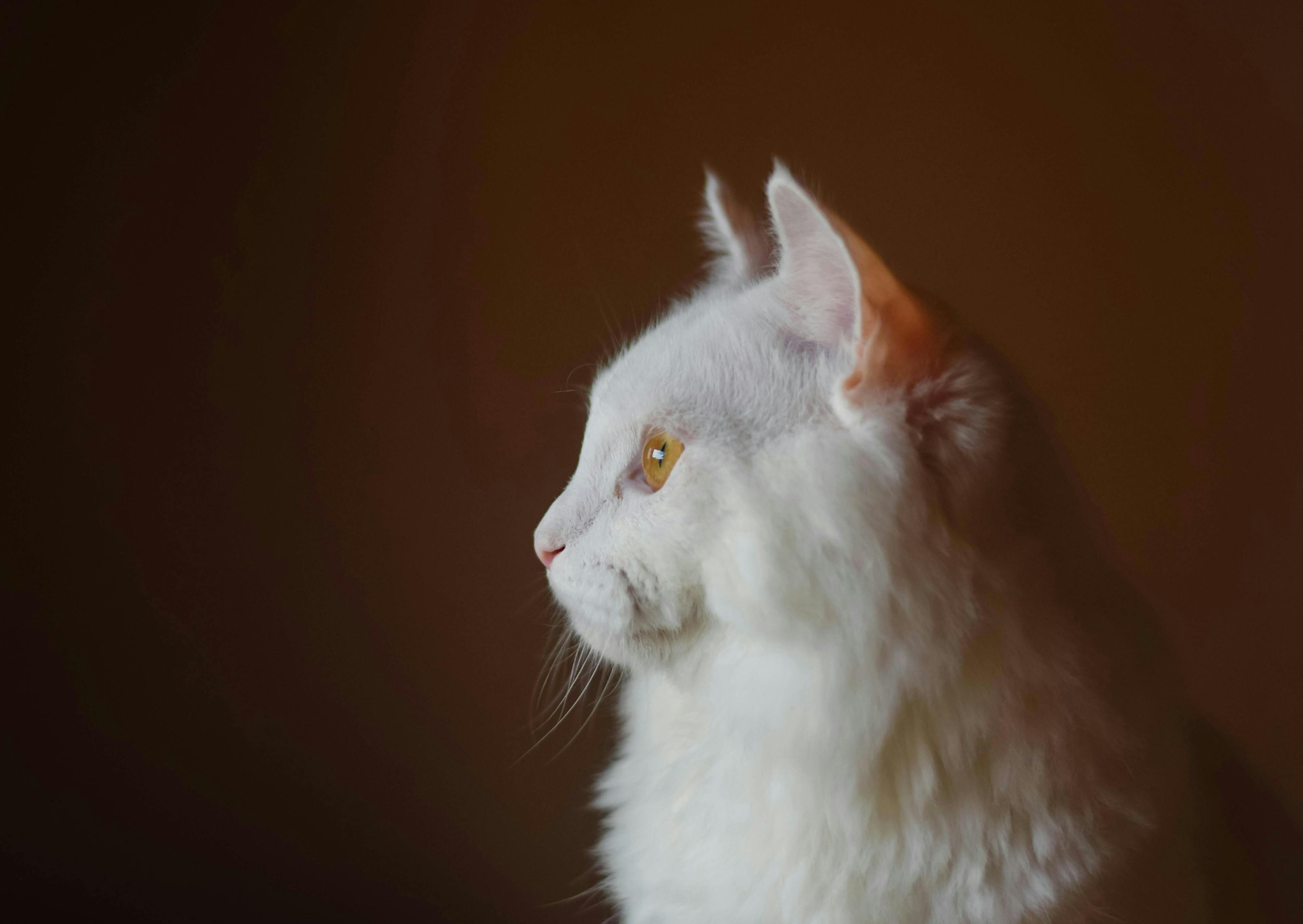 Angora sur fond marron qui regarde au loin droit devant lui 