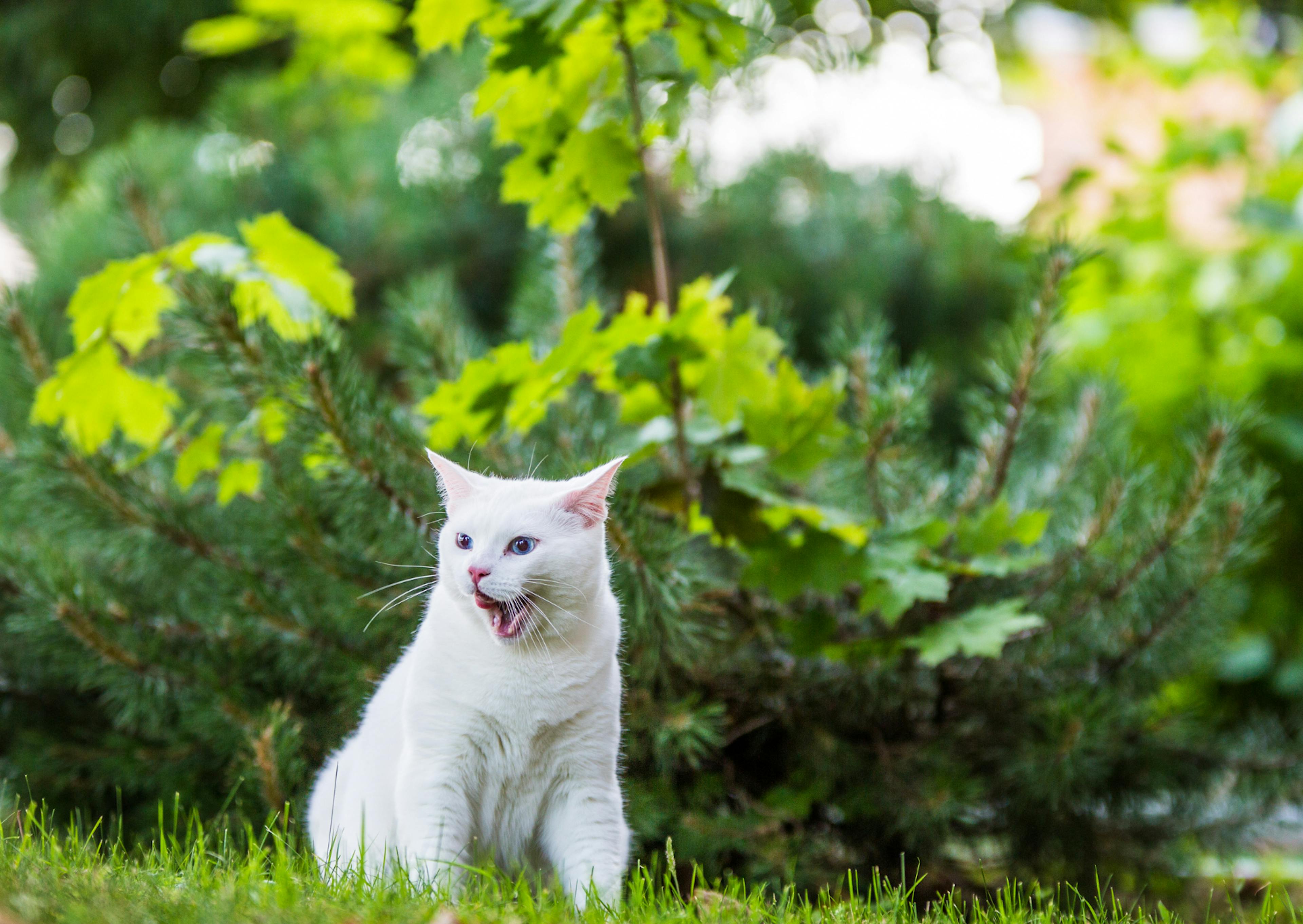 Angora qui baille assis sur un pelouse dehors 