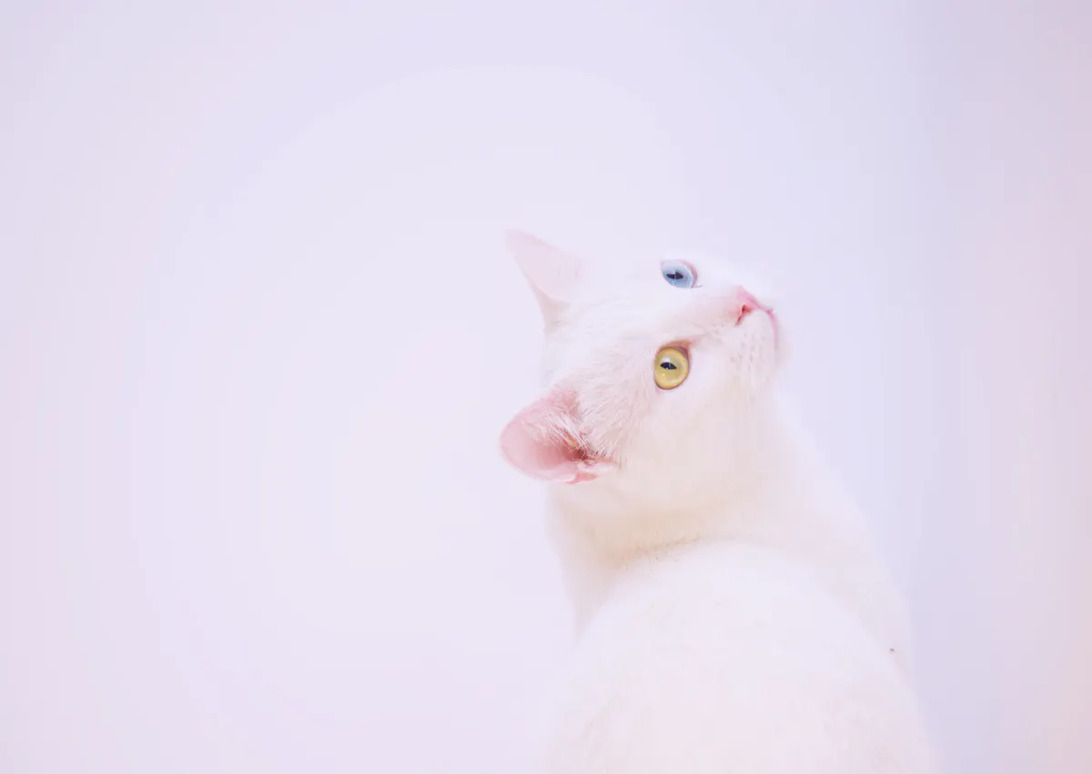 Angora sur fond violet qui met sa tête en arrière