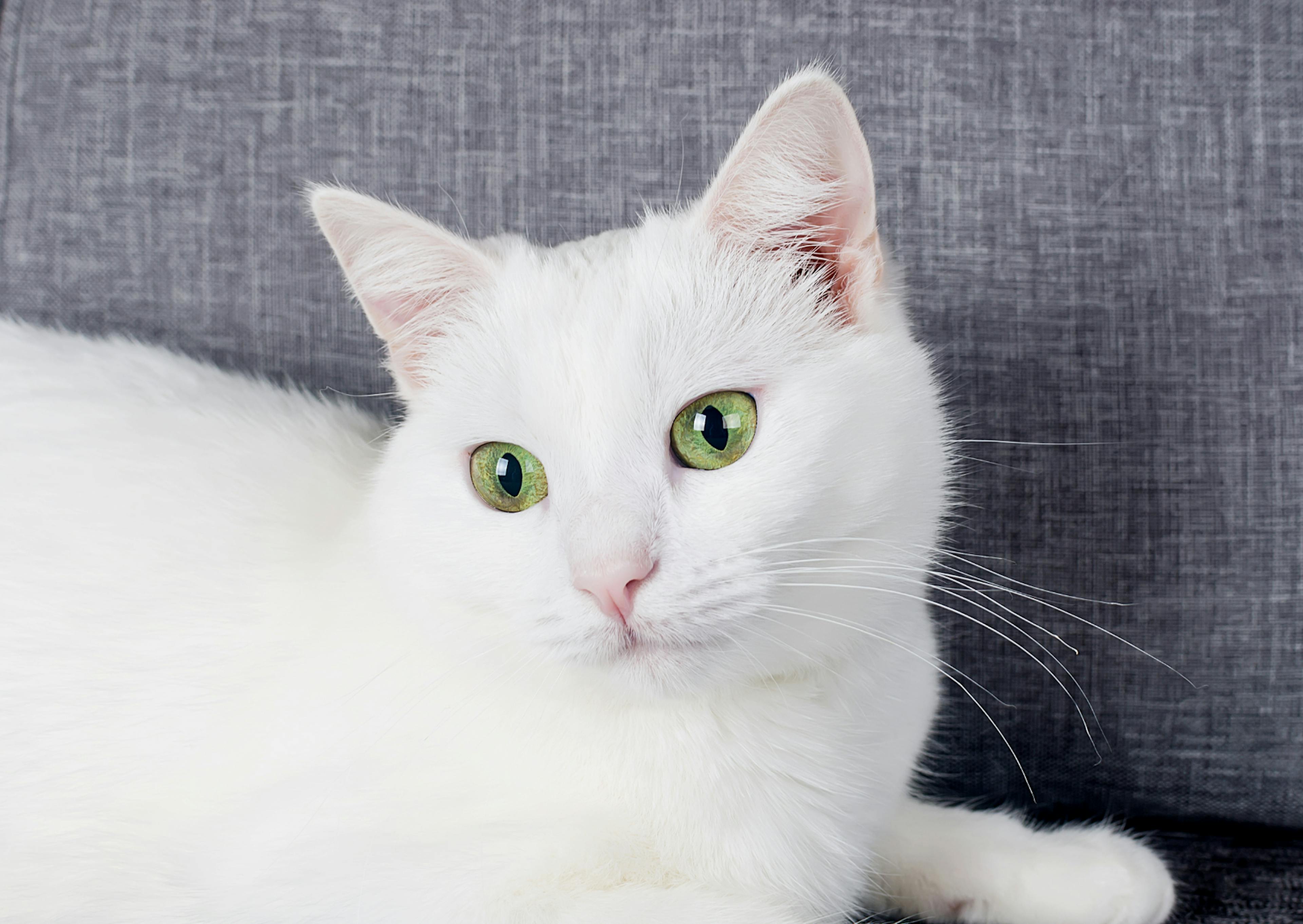 Angora couché sur un canapé gris et regarde vers le bas