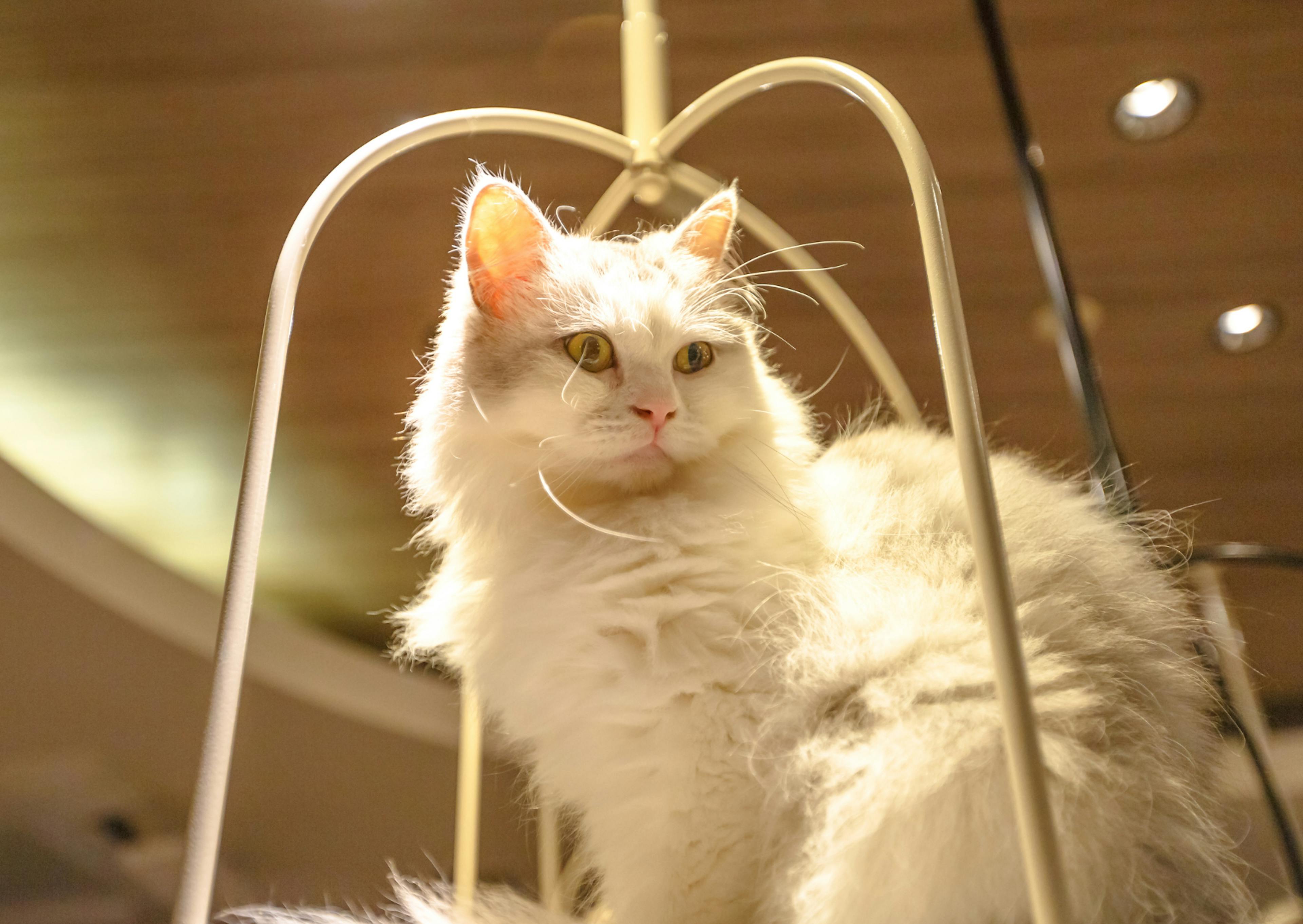 Angora qui regarde vers le bas