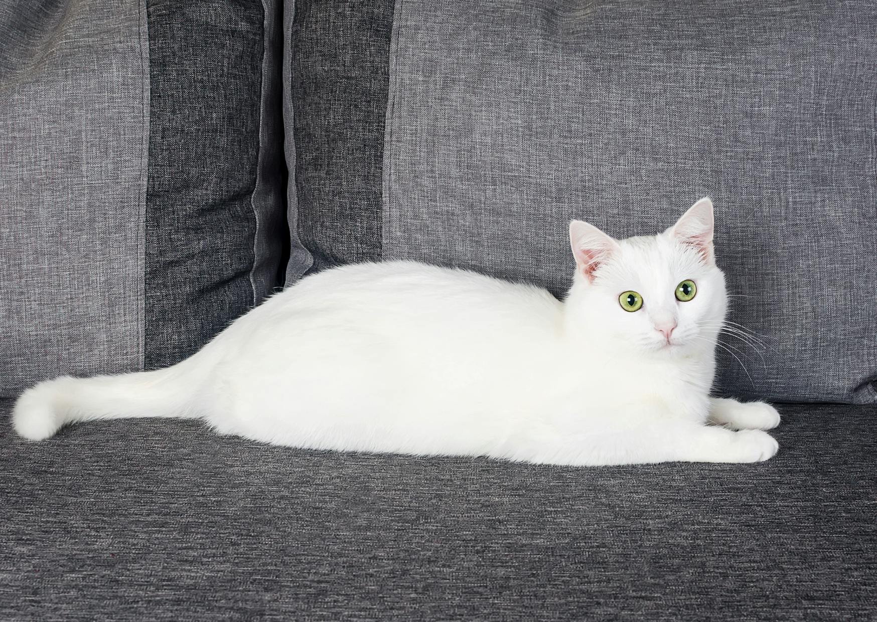 Angora couché sur un canapé gris et regarde l'objectif