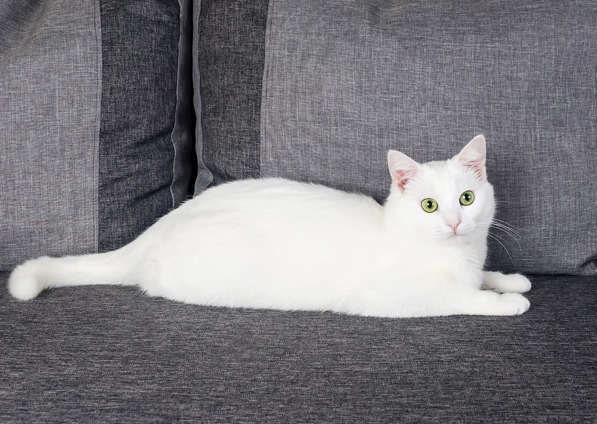 Angora, tout savoir sur cette race de chat : caractère, santé et entretien