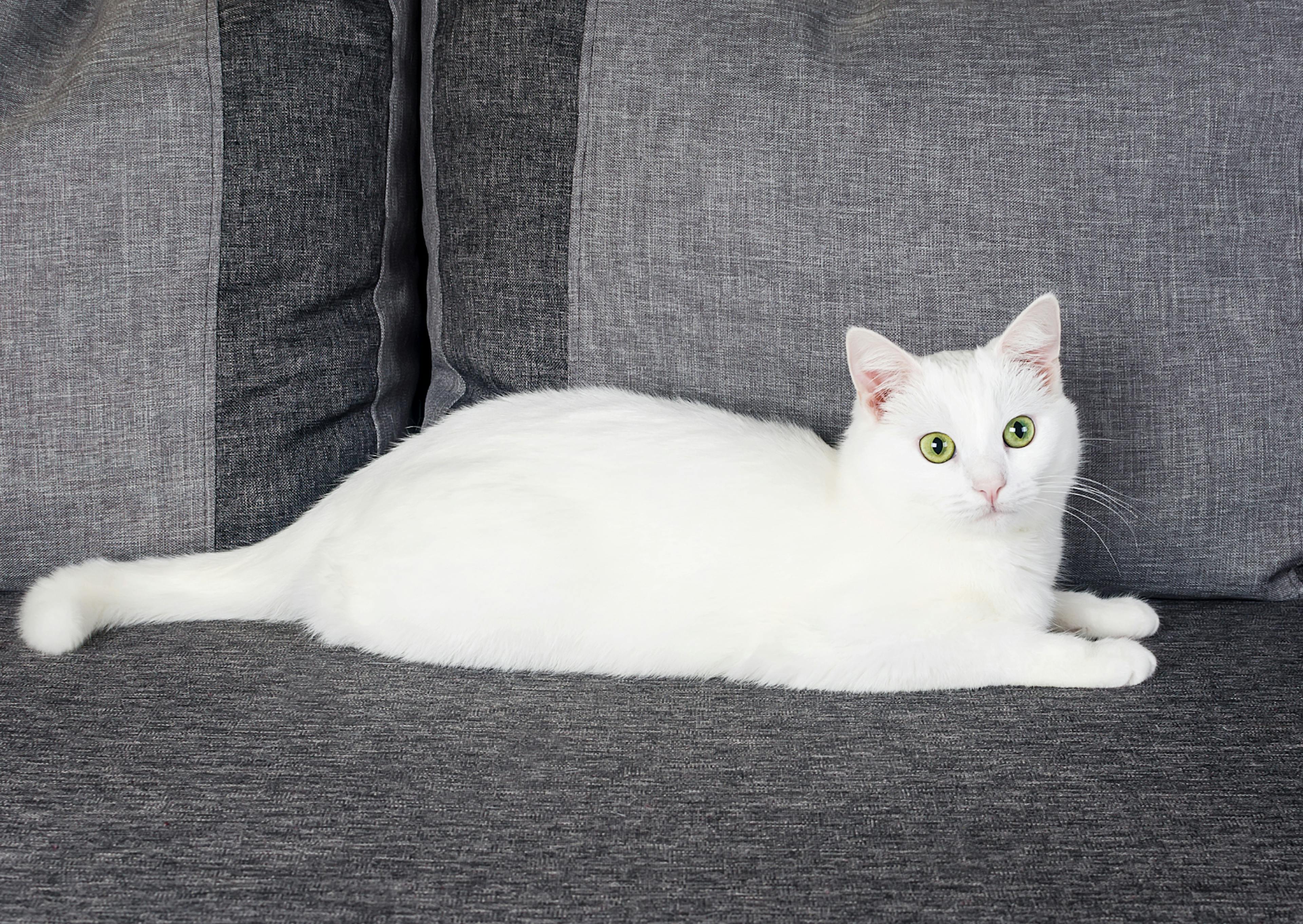 Angora couché sur un canapé gris et regarde l'objectif 