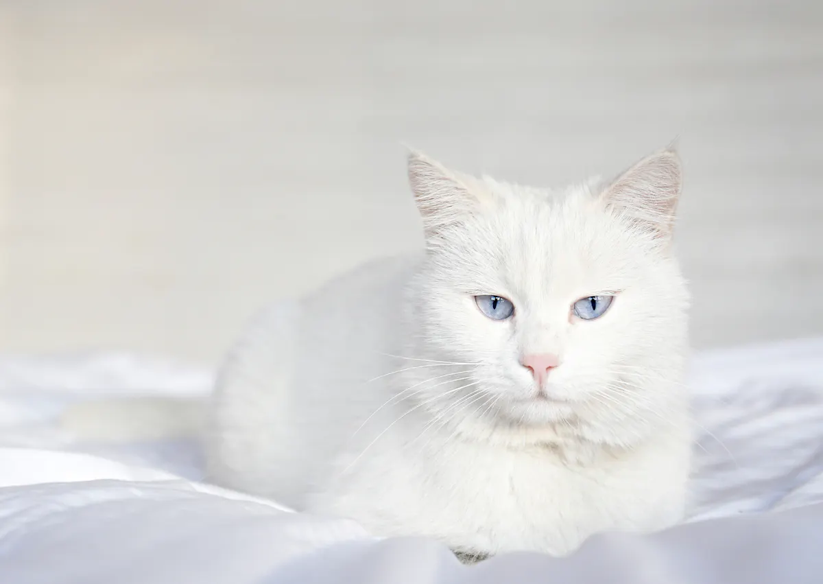 Angora couché sur des draps blancs