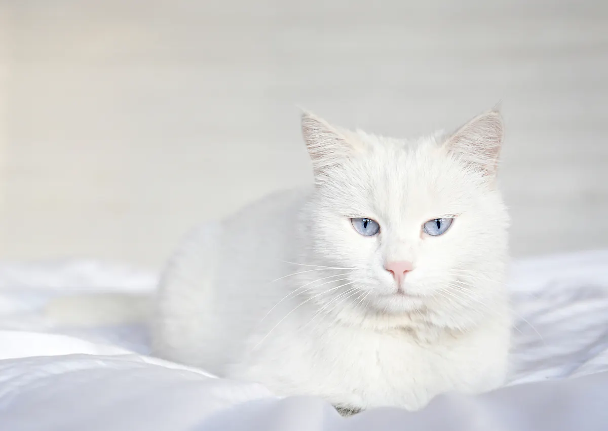 Angora couché sur des draps blancs