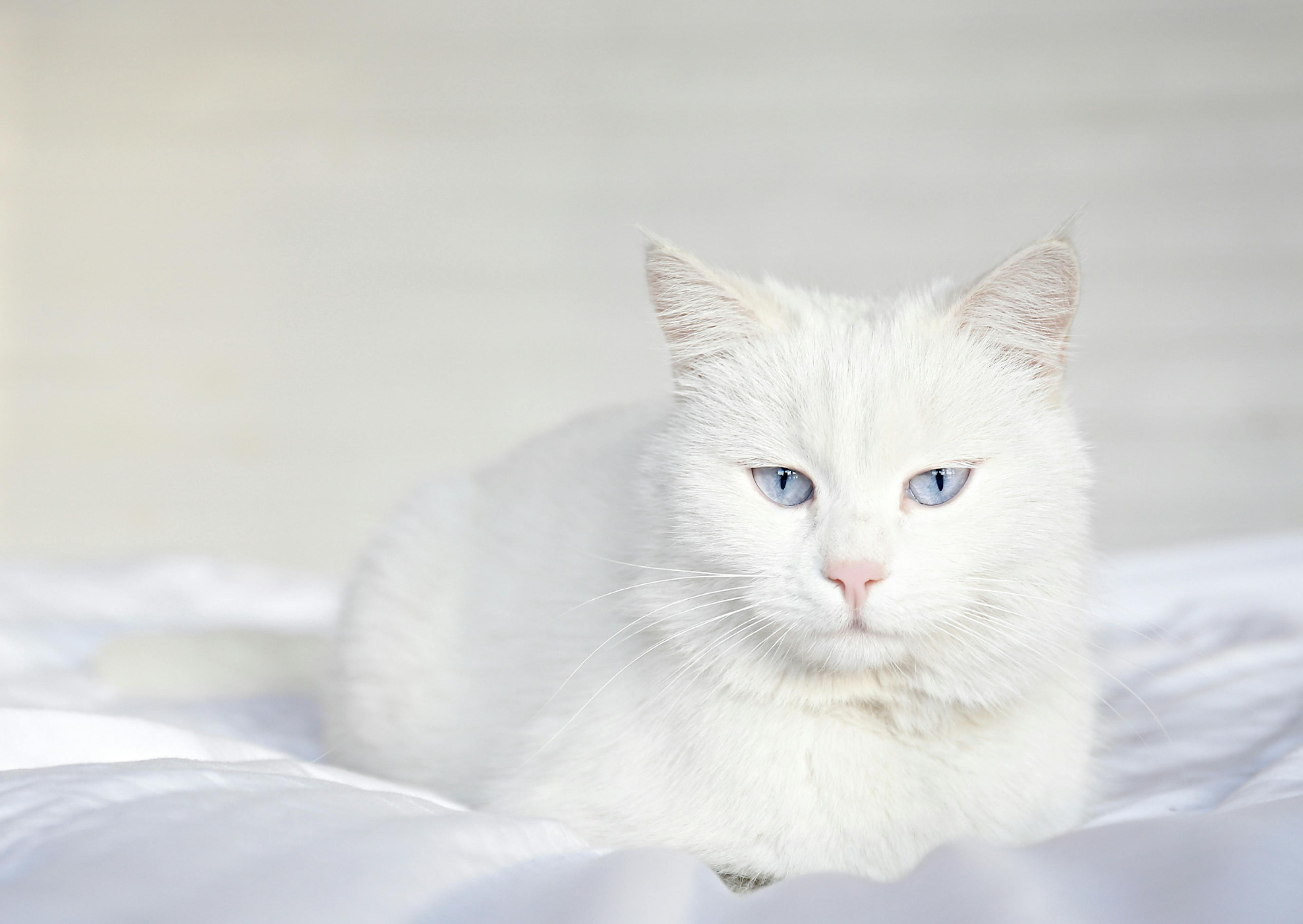 Angora couché sur des draps blancs