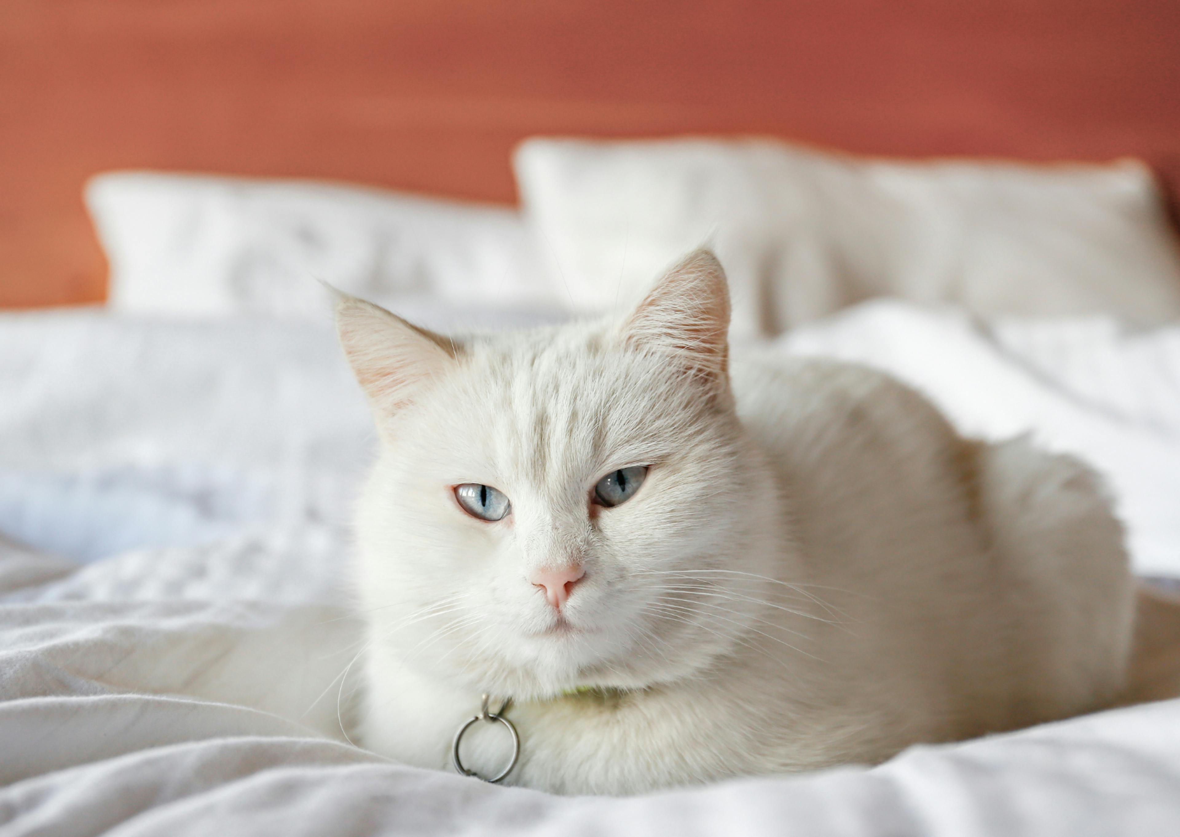 Angora couché sur des draps blanc avec un mur orange derrière lui 