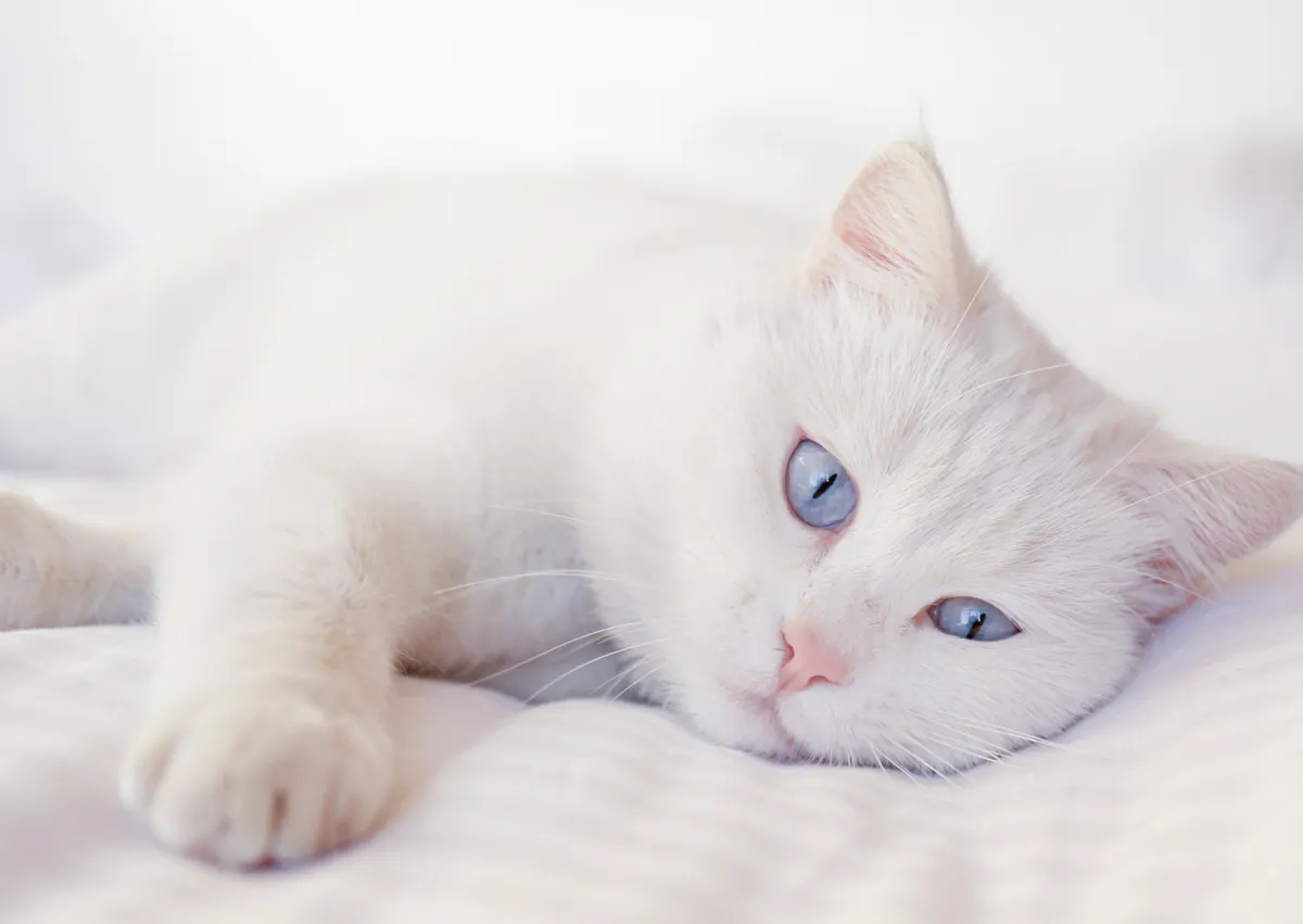 Angora couché sur des draps blancs