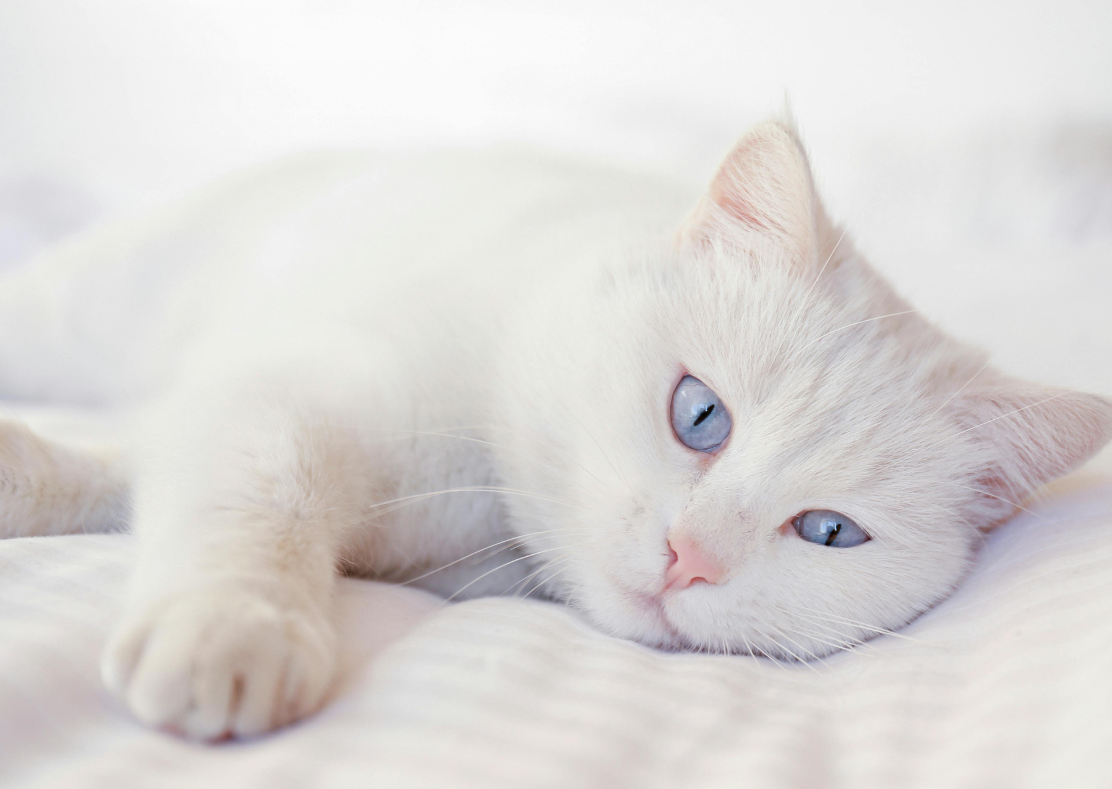 Angora couché sur des draps blancs