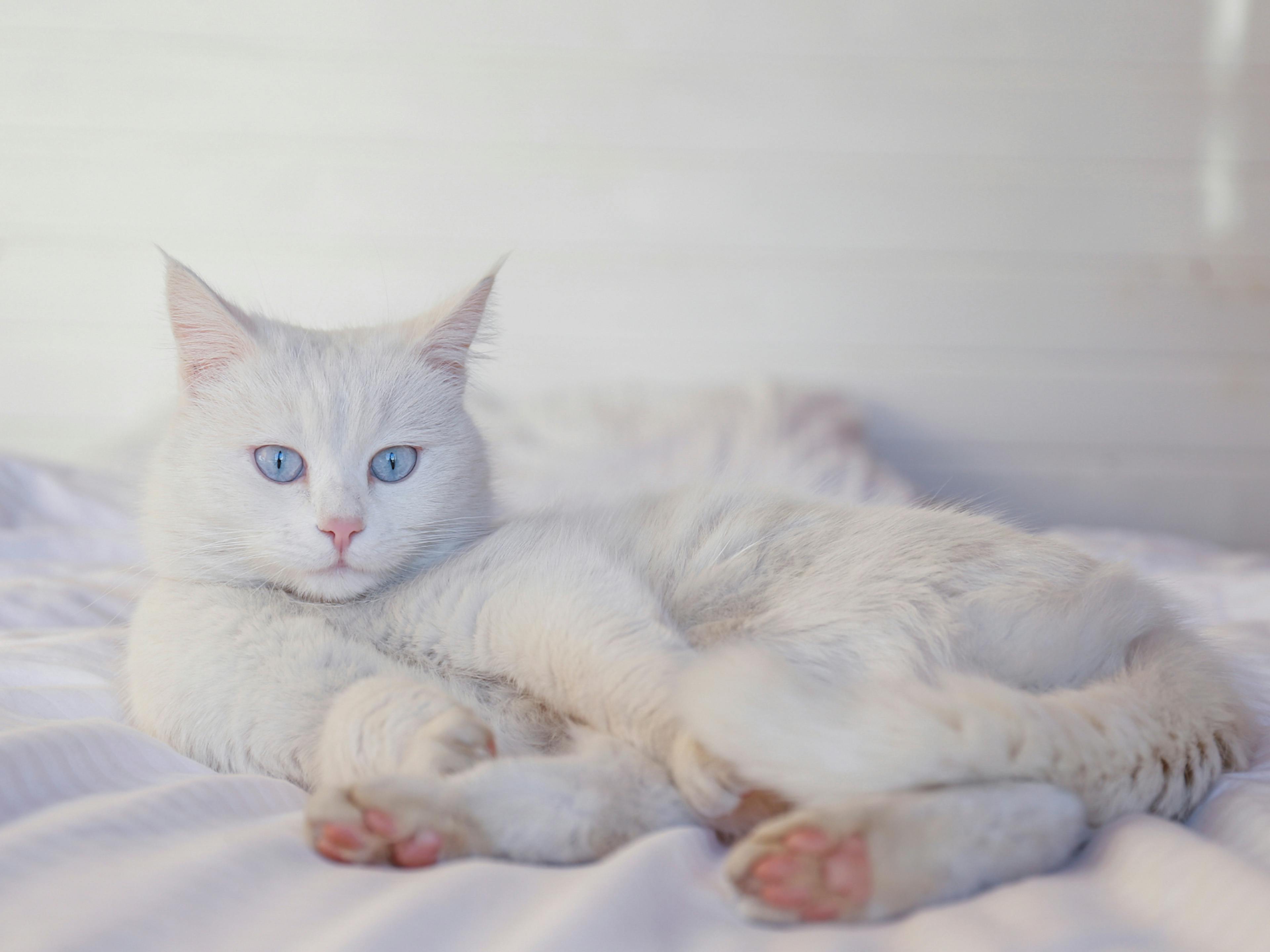 Angora couché sur un canapé blanc