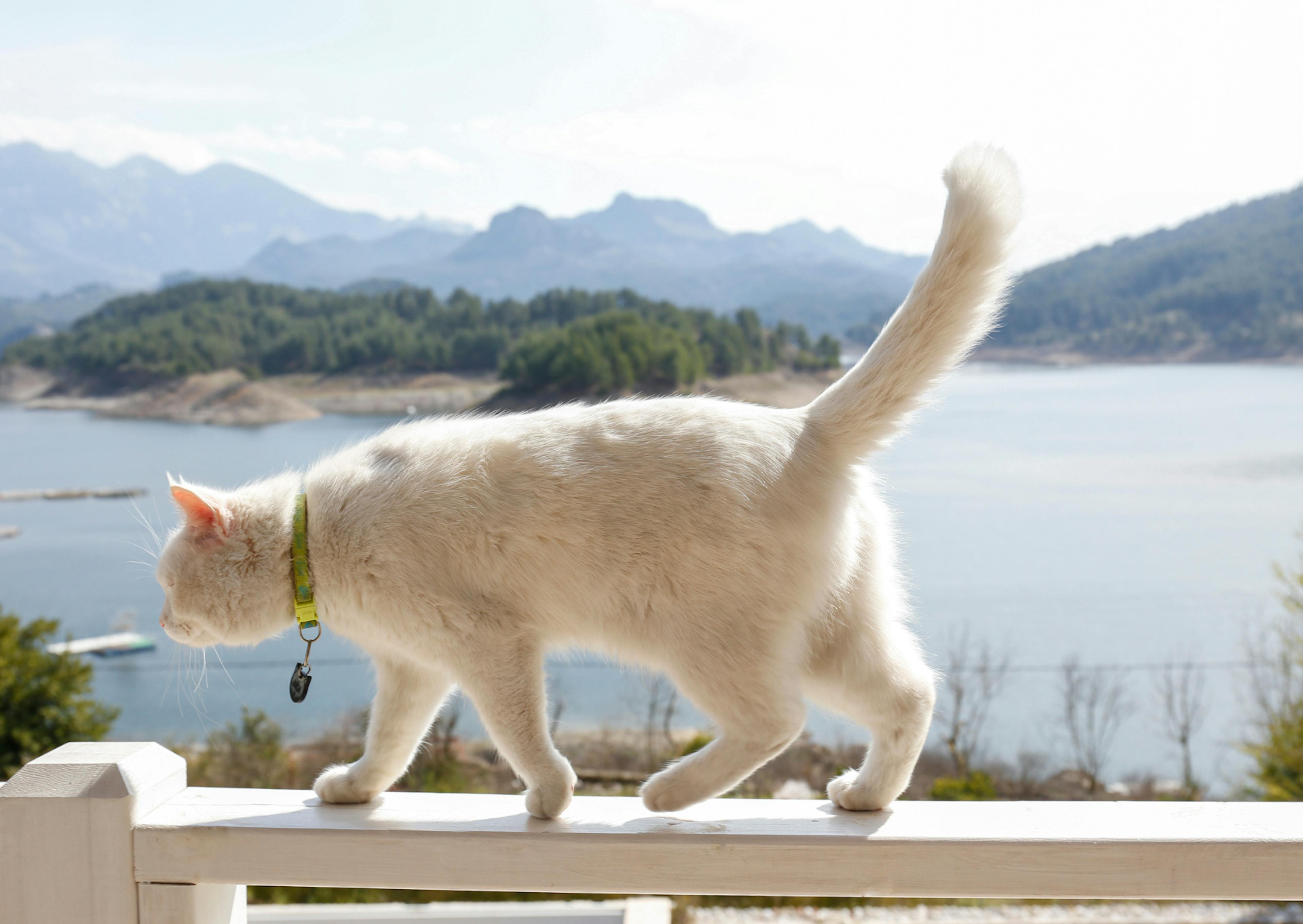 Angora qui marche sur une barrière blanche avec au loin un paysage montagneux