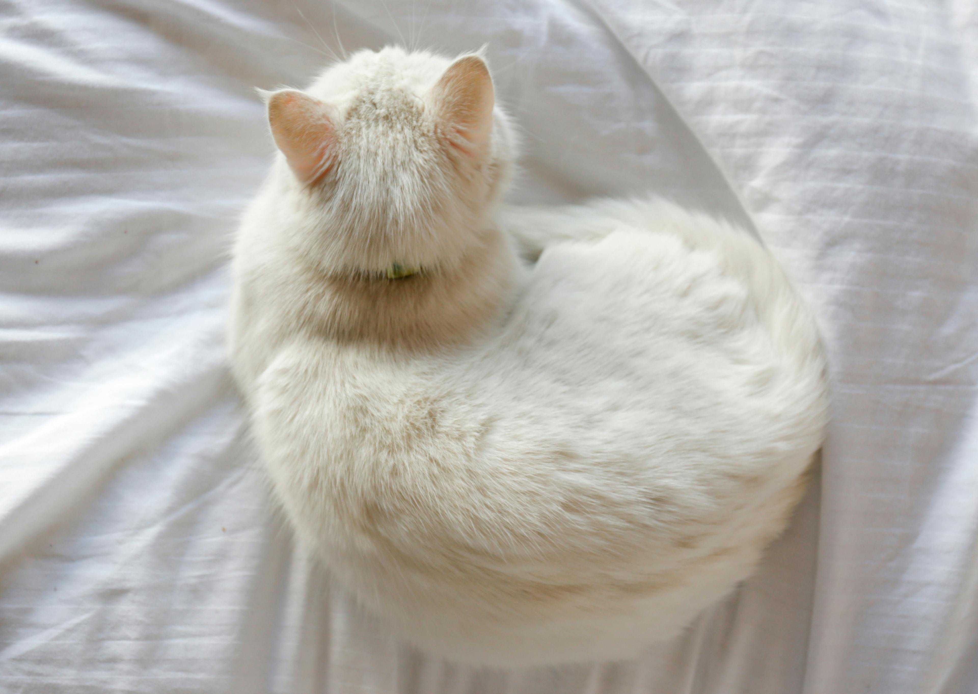 Angora vu de dessus, il est couché sur des draps blancs