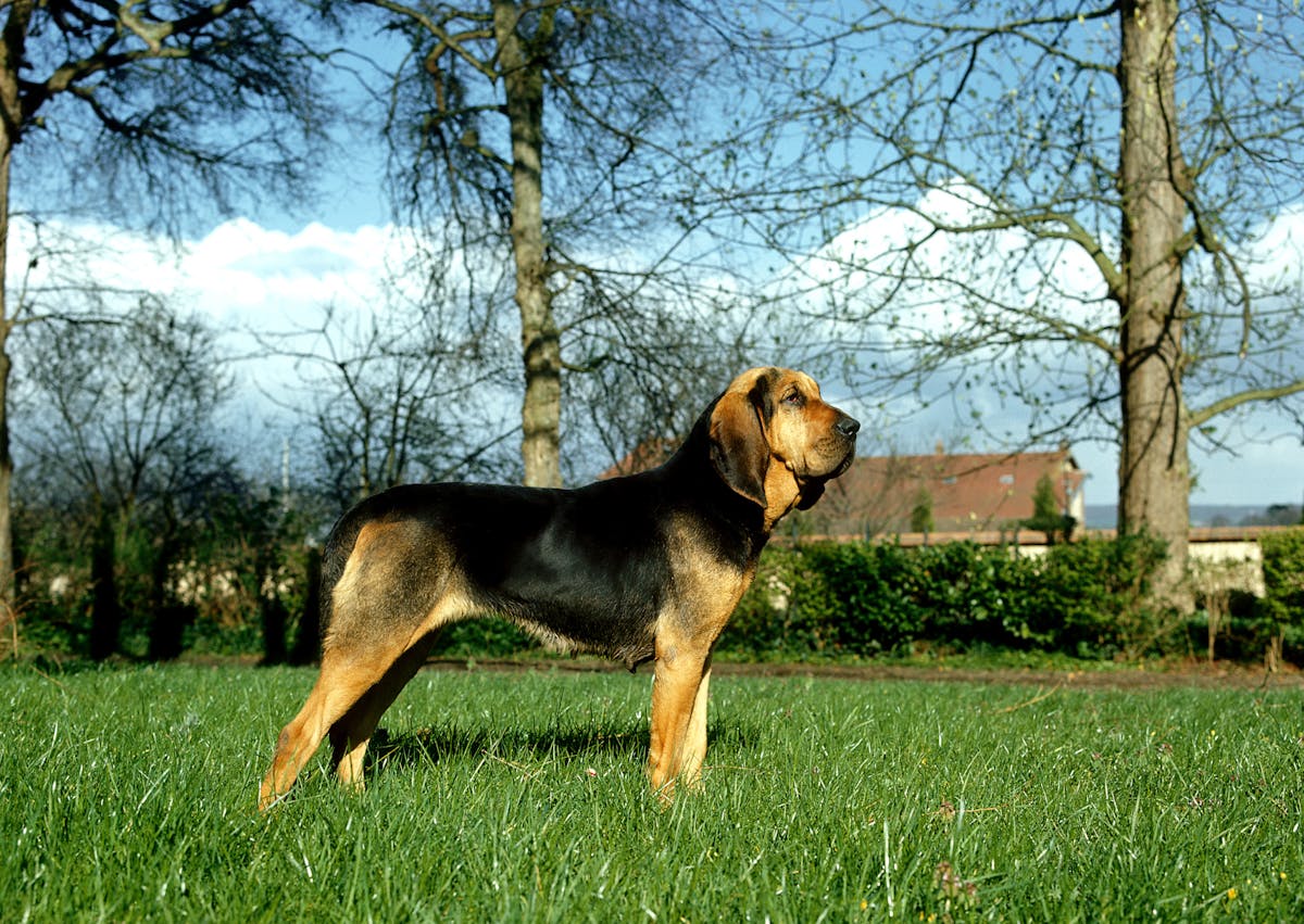 Chien de Saint Hubert debout, il regarde au loin