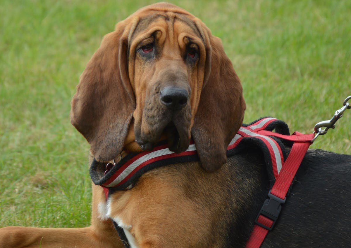 Chien de Saint Hubert couché, il est tenu par un harnais
