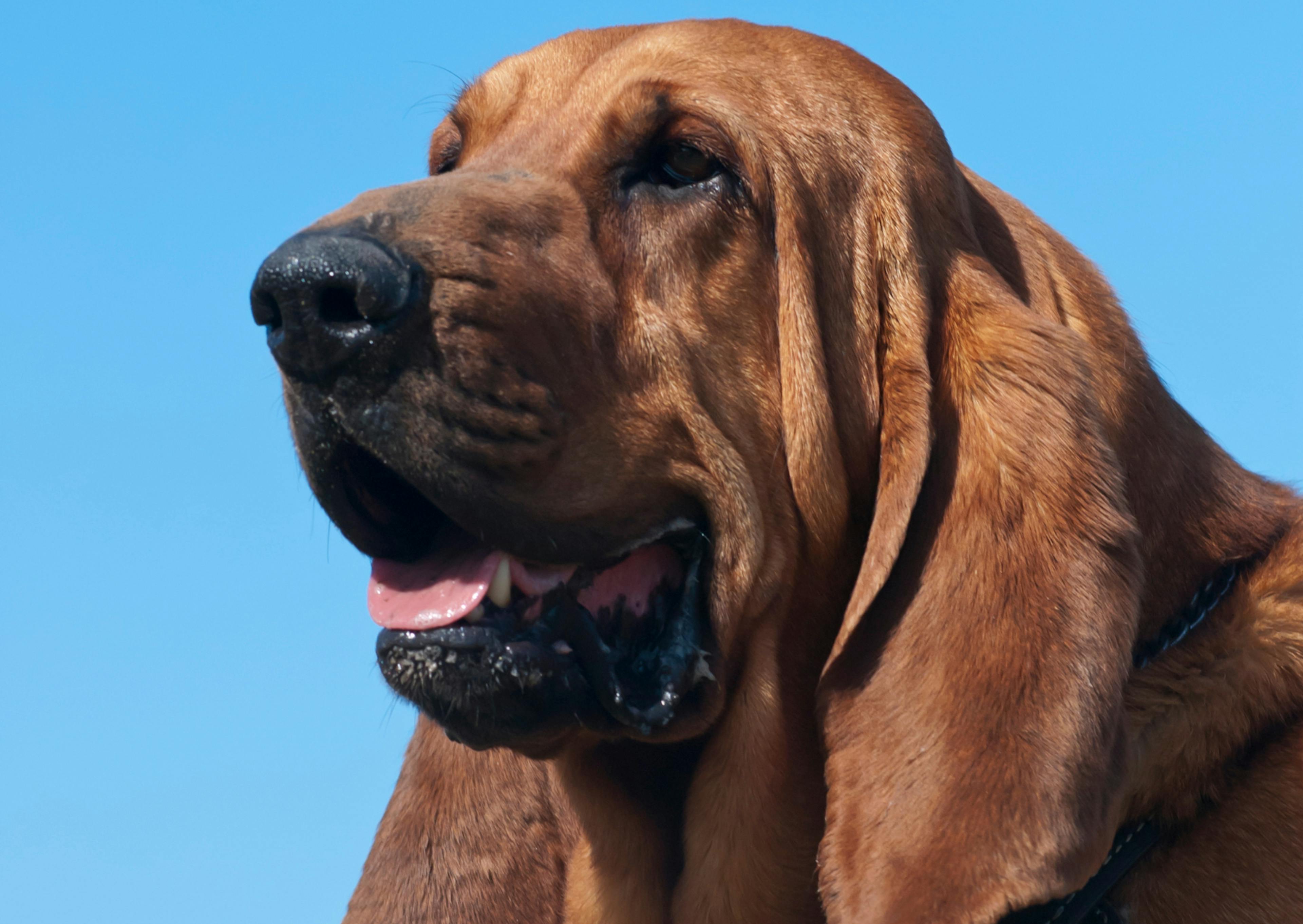 Chien de Saint Hubert qui regarde au loin, il tire la langue, il y a un ciel bleu derrière lui 