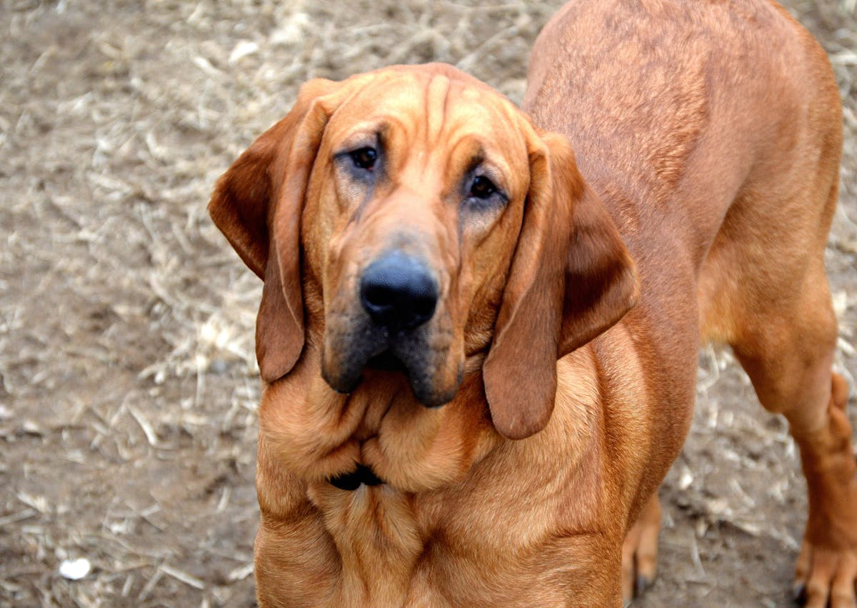 Chien de Saint Hubert qui regarde l'objectif curieusement