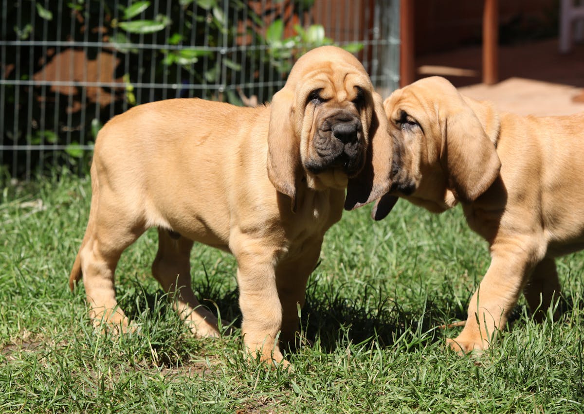 2 Chien de Saint Hubert chiots, il joue entre eux sur une pelouse