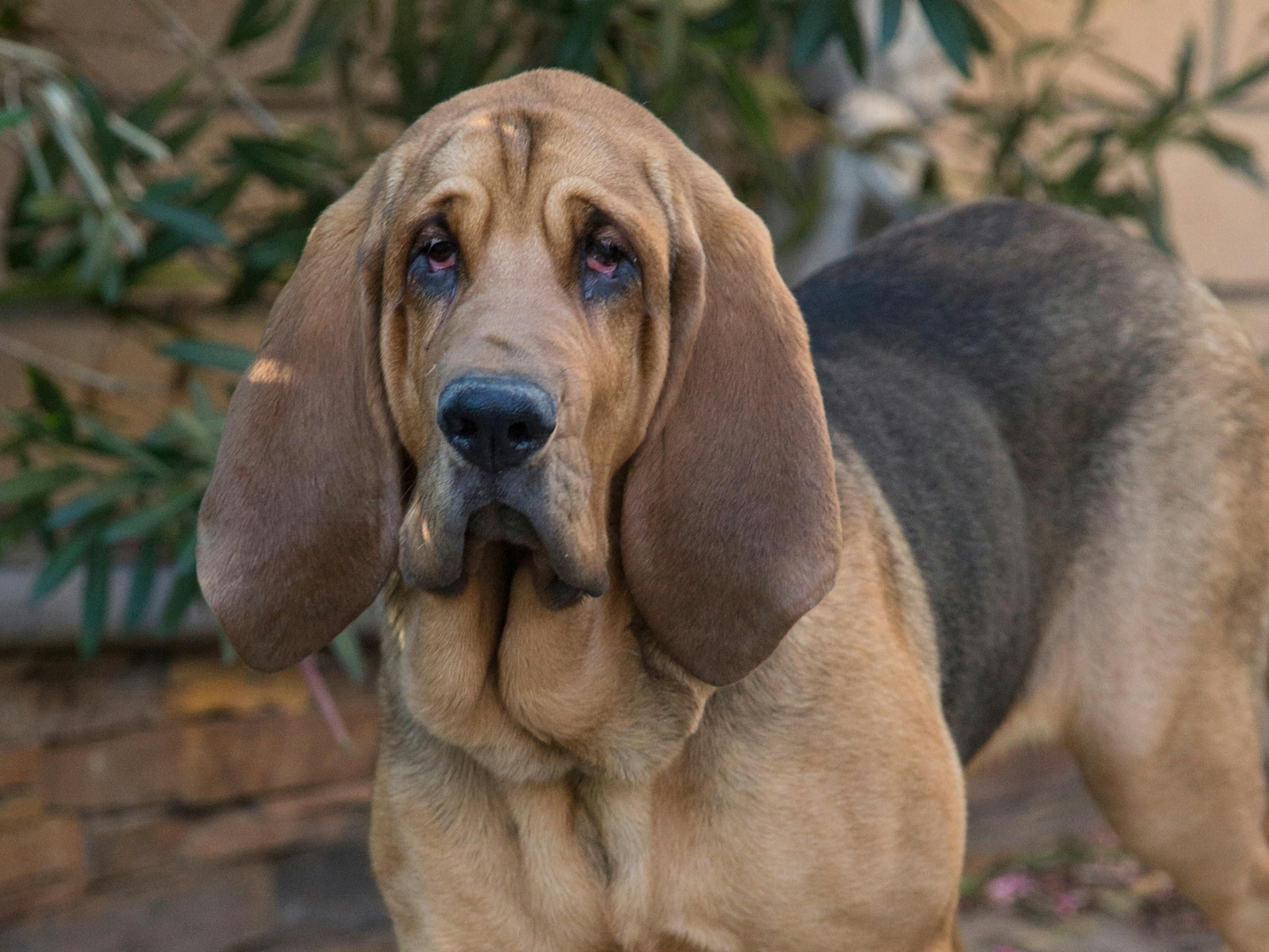 Chien de Saint Hubert debout, il regarde l'objectif curieusement