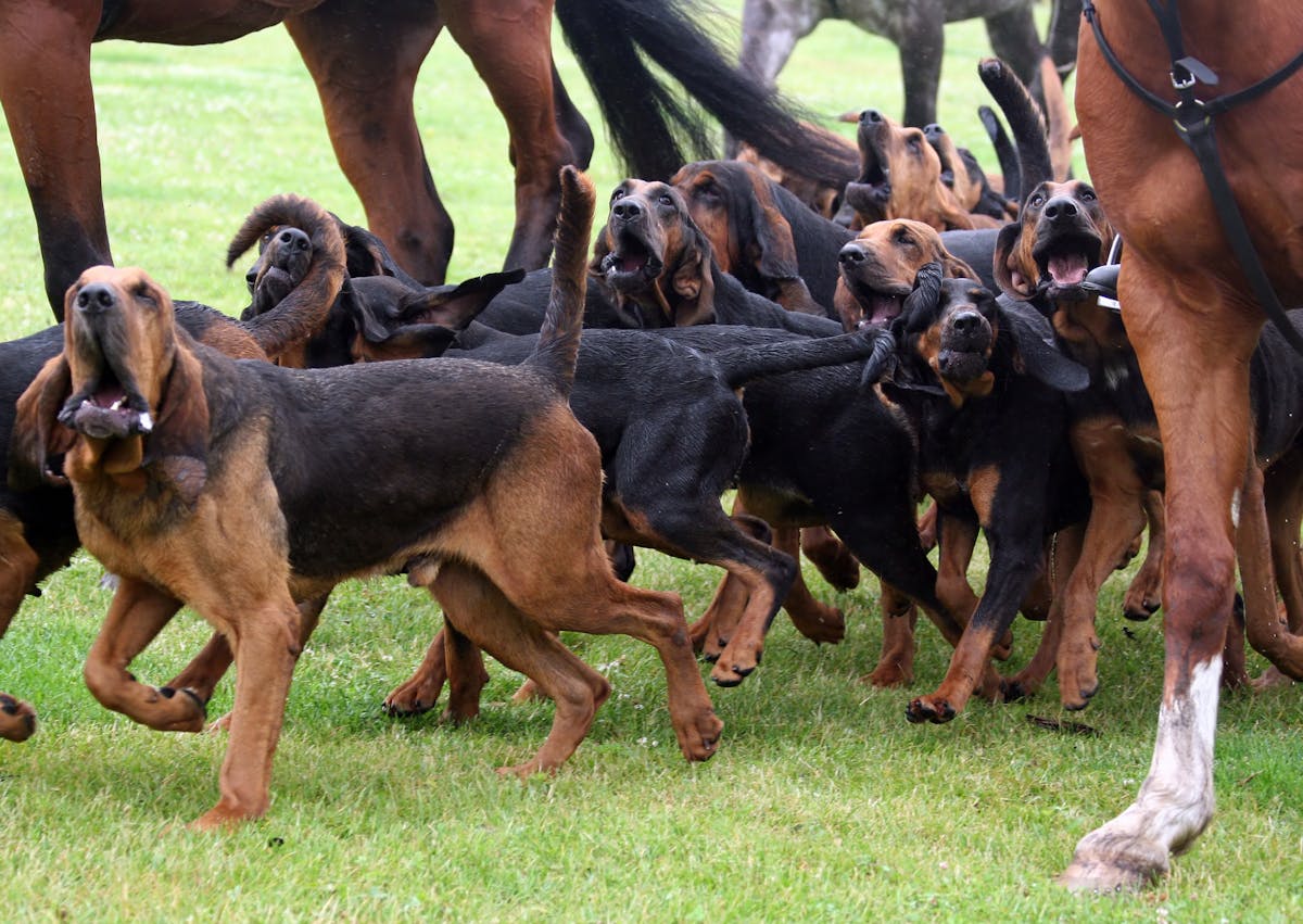 une meute de Chien de Saint Hubert avec des chevaux autours courent 