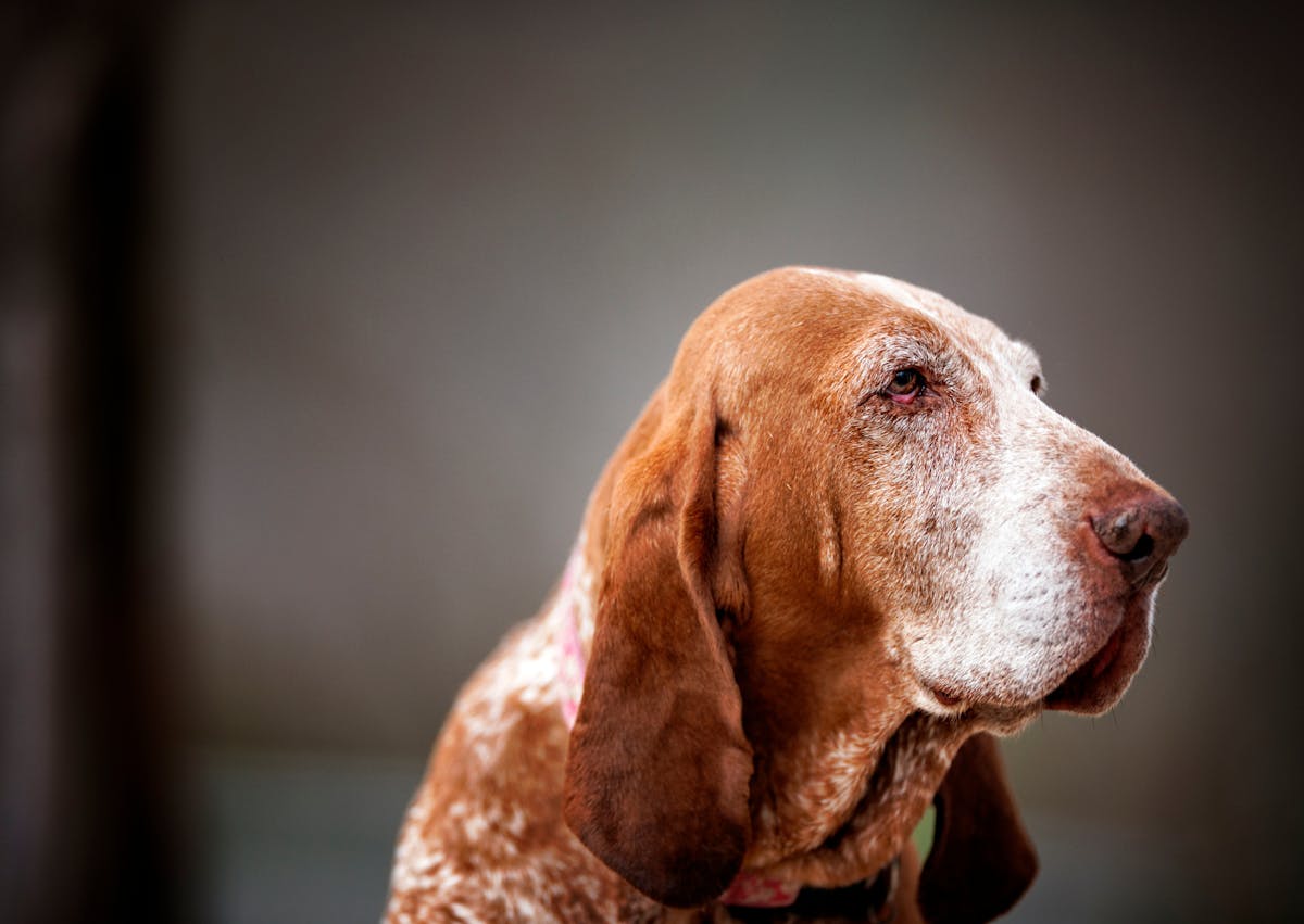Chien de Saint Hubert qui regarde à côté de lui 