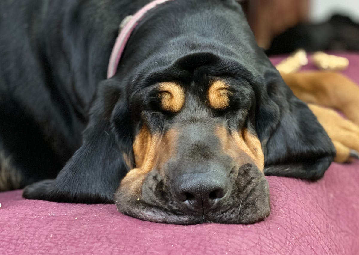 Chien de Saint Hubert endormis sur un sol rose