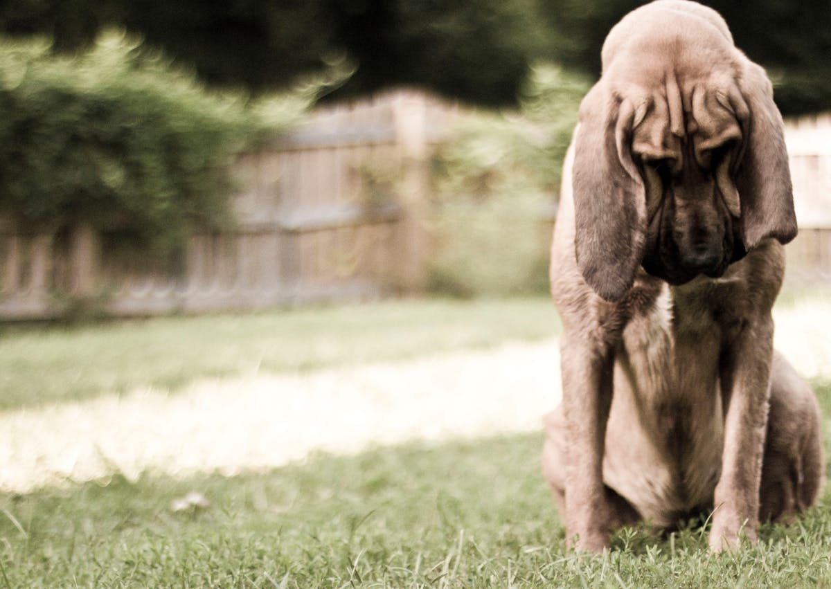 Chien de Saint Hubert assis dans l'herbe, il regarde en bas à côté de lui 